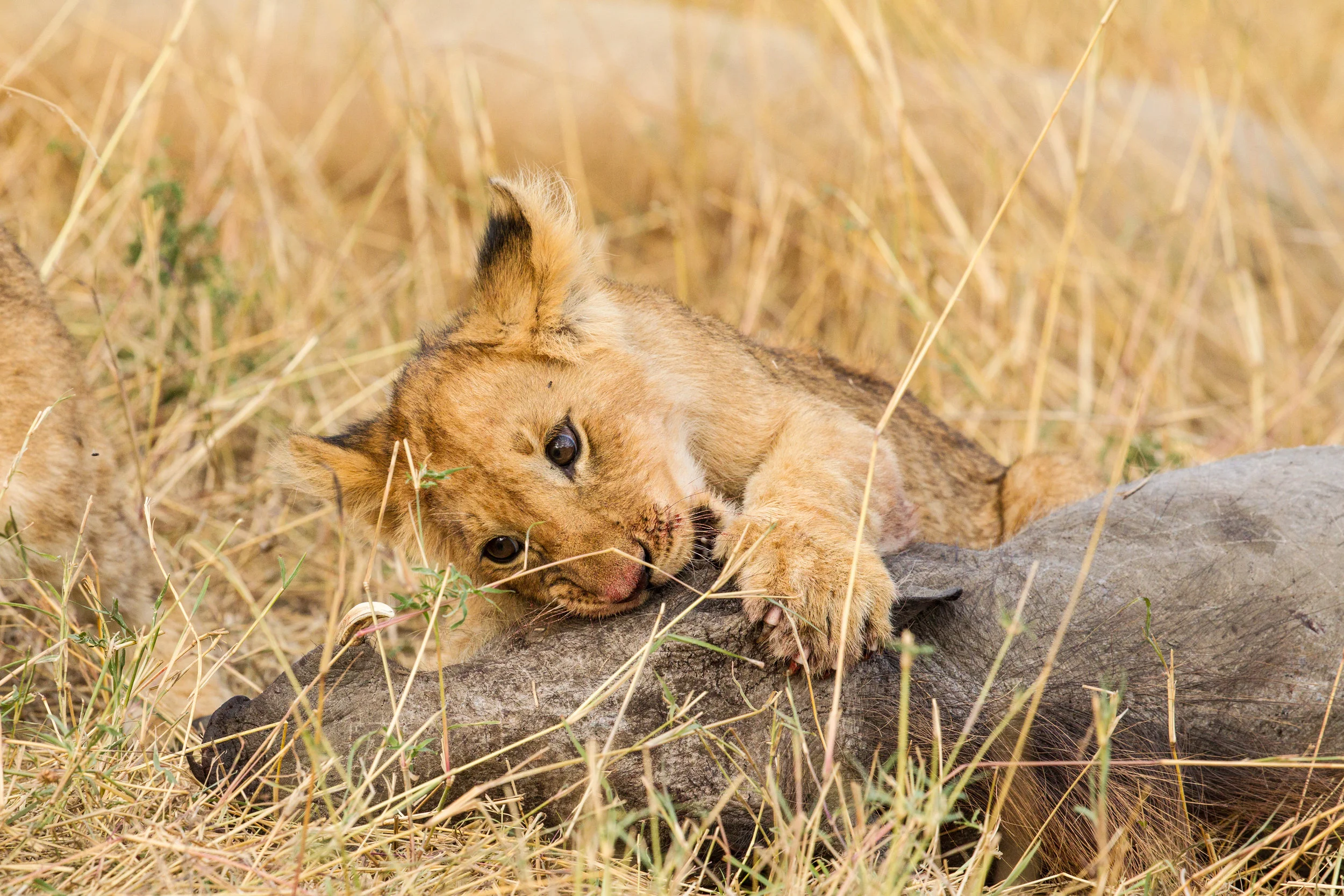  Lion Club eating a warthog. 