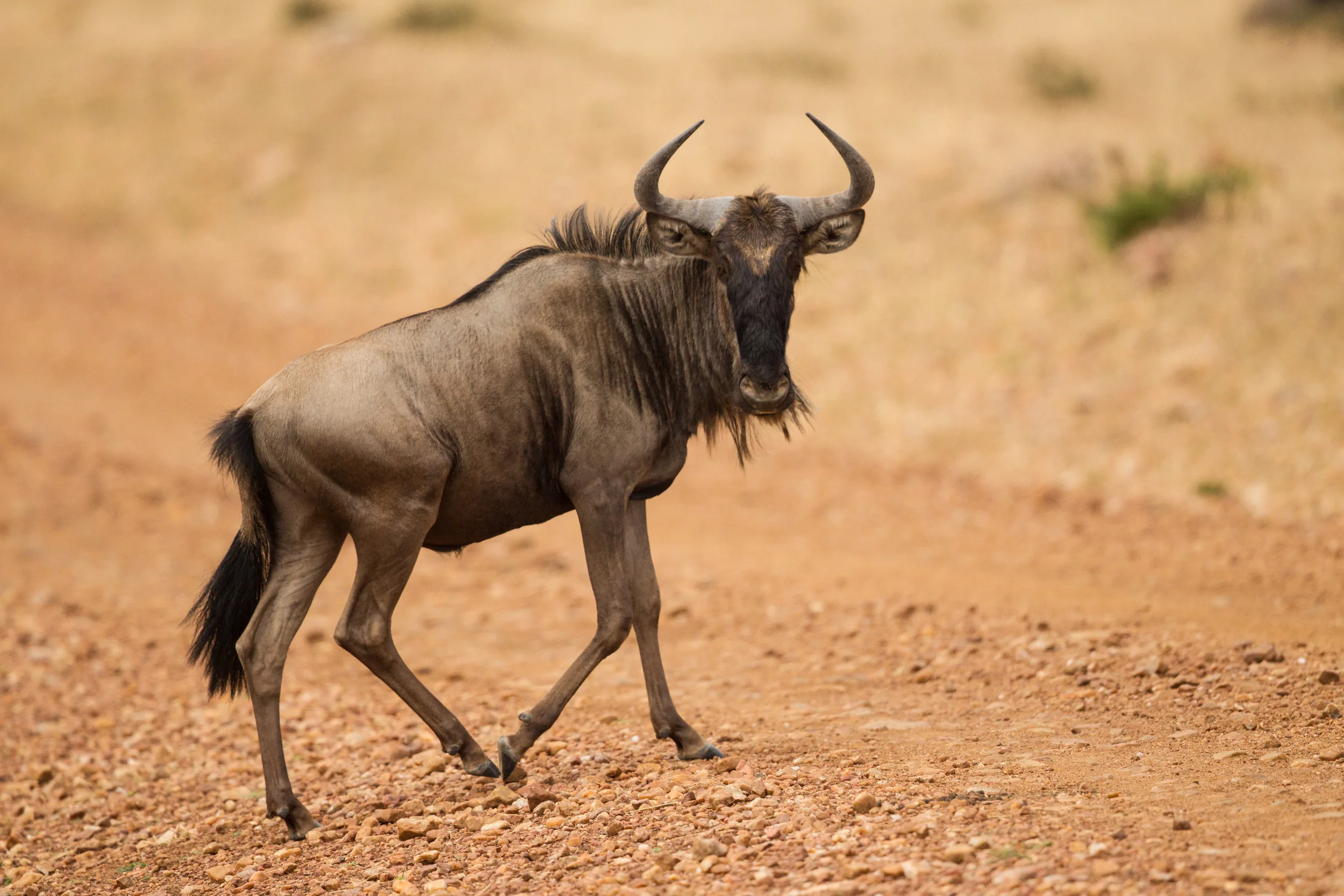  Blue Wildebeest 