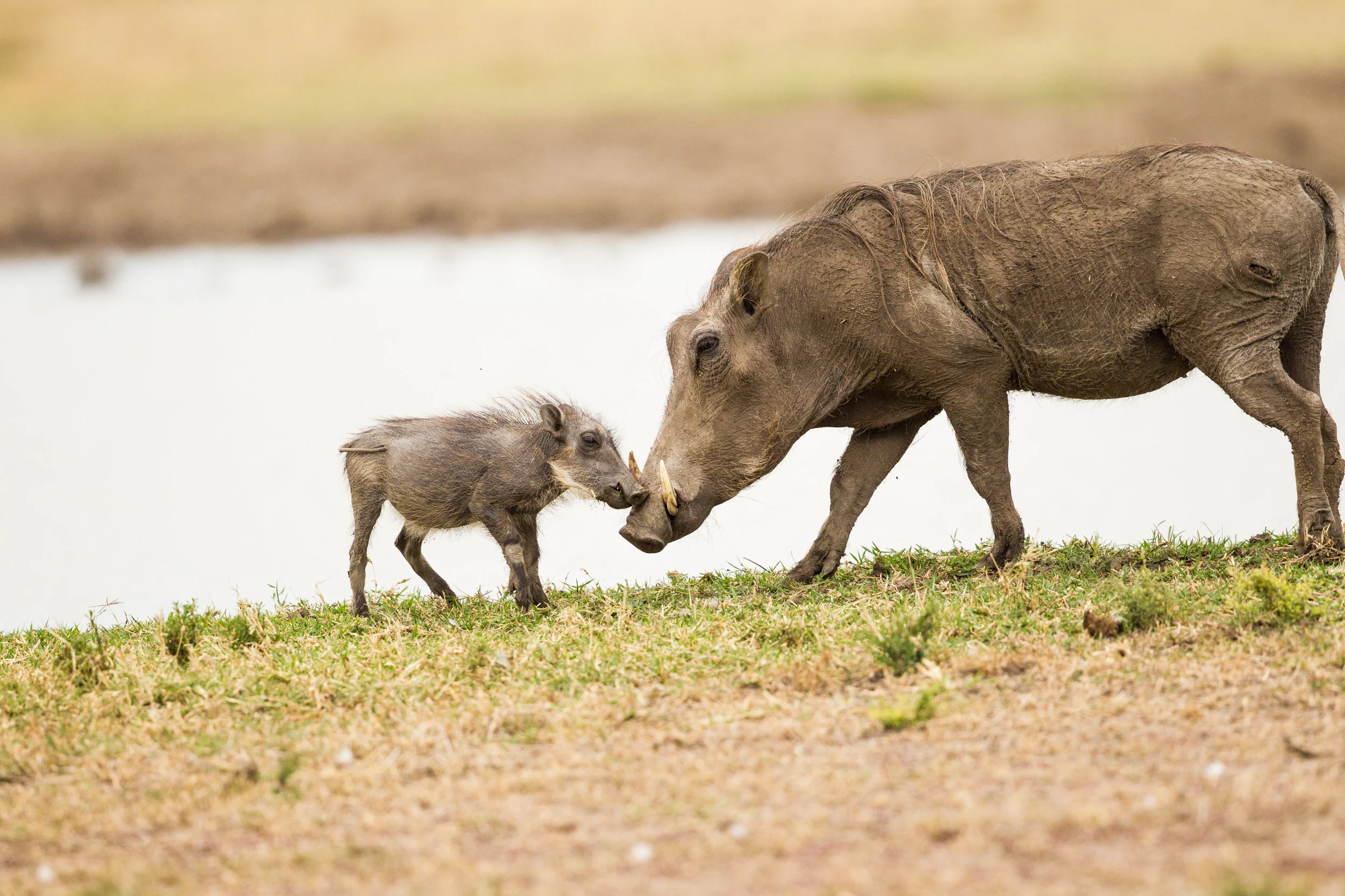  Warthogs 