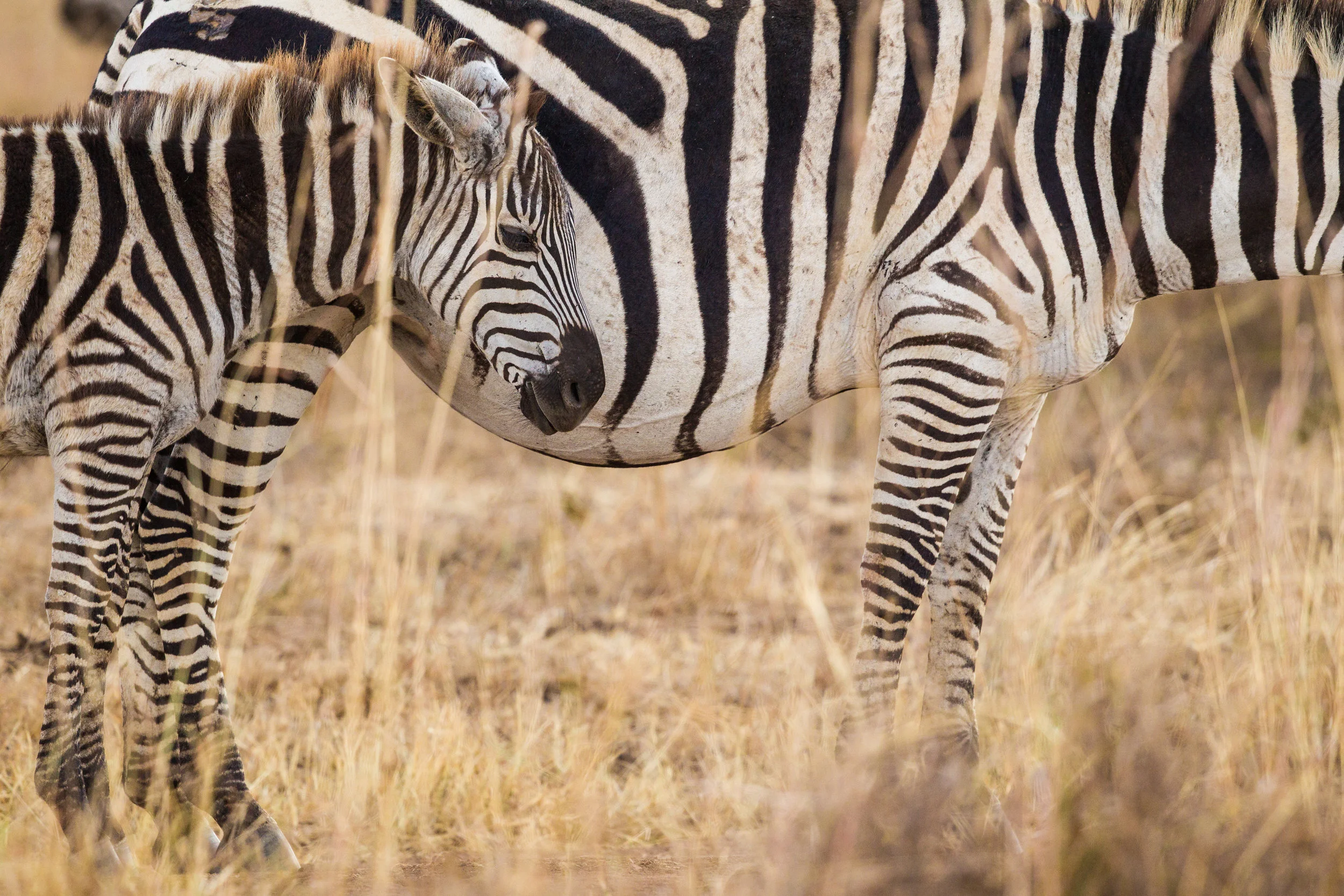  Plains Zebra 