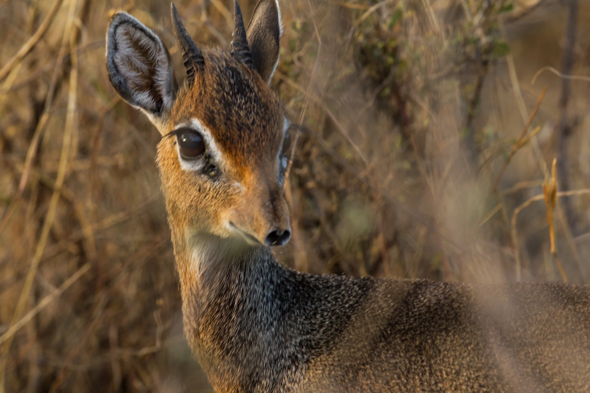  Dik-dik 