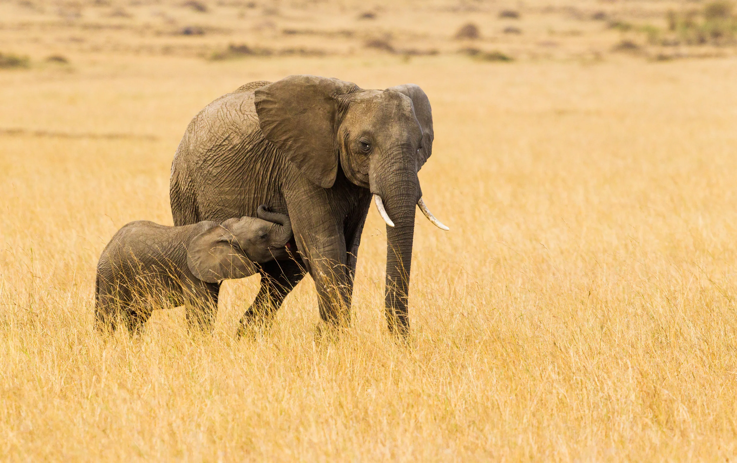 Elephant (2).JPG