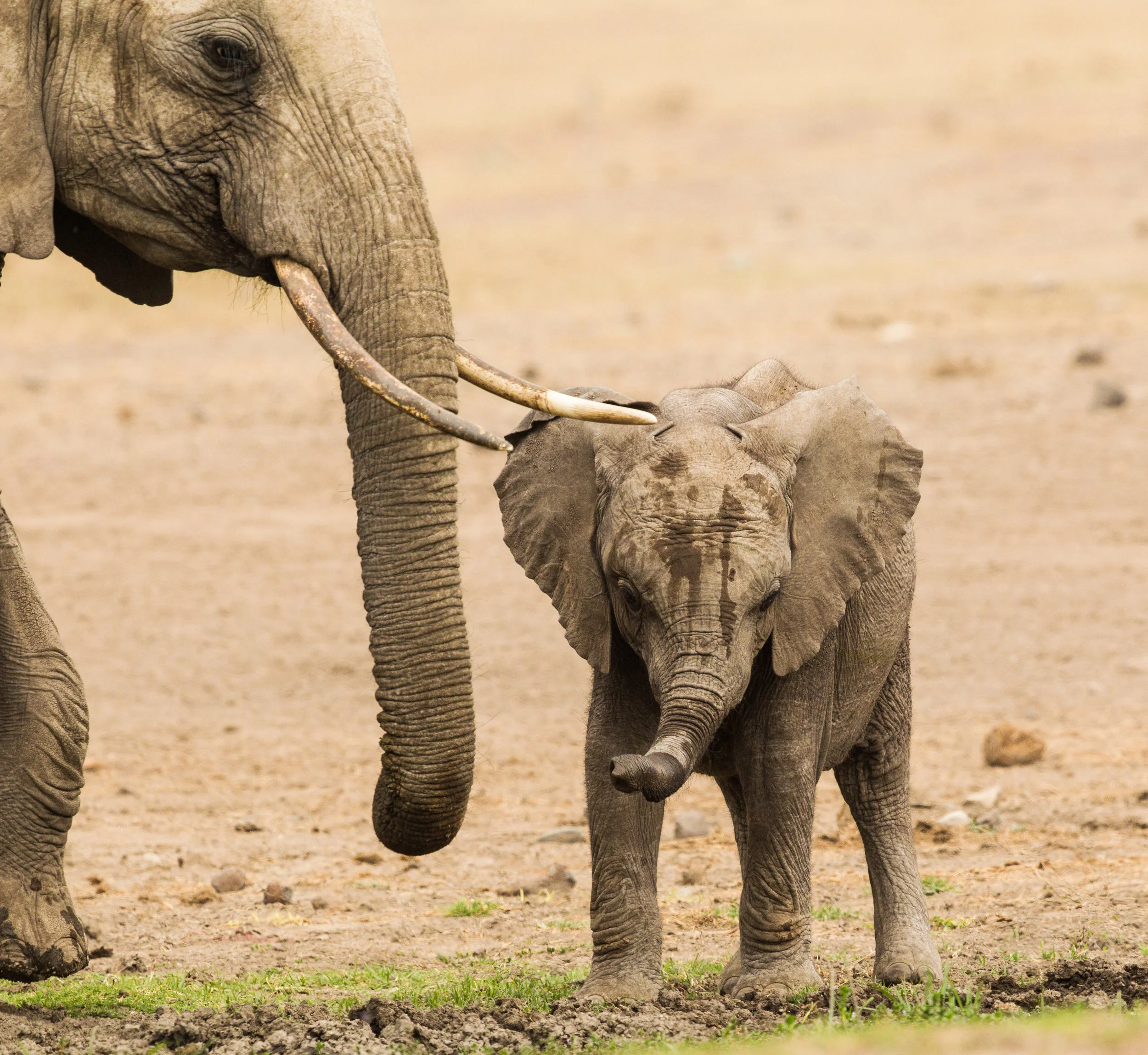 Elephant Herd (20).JPG