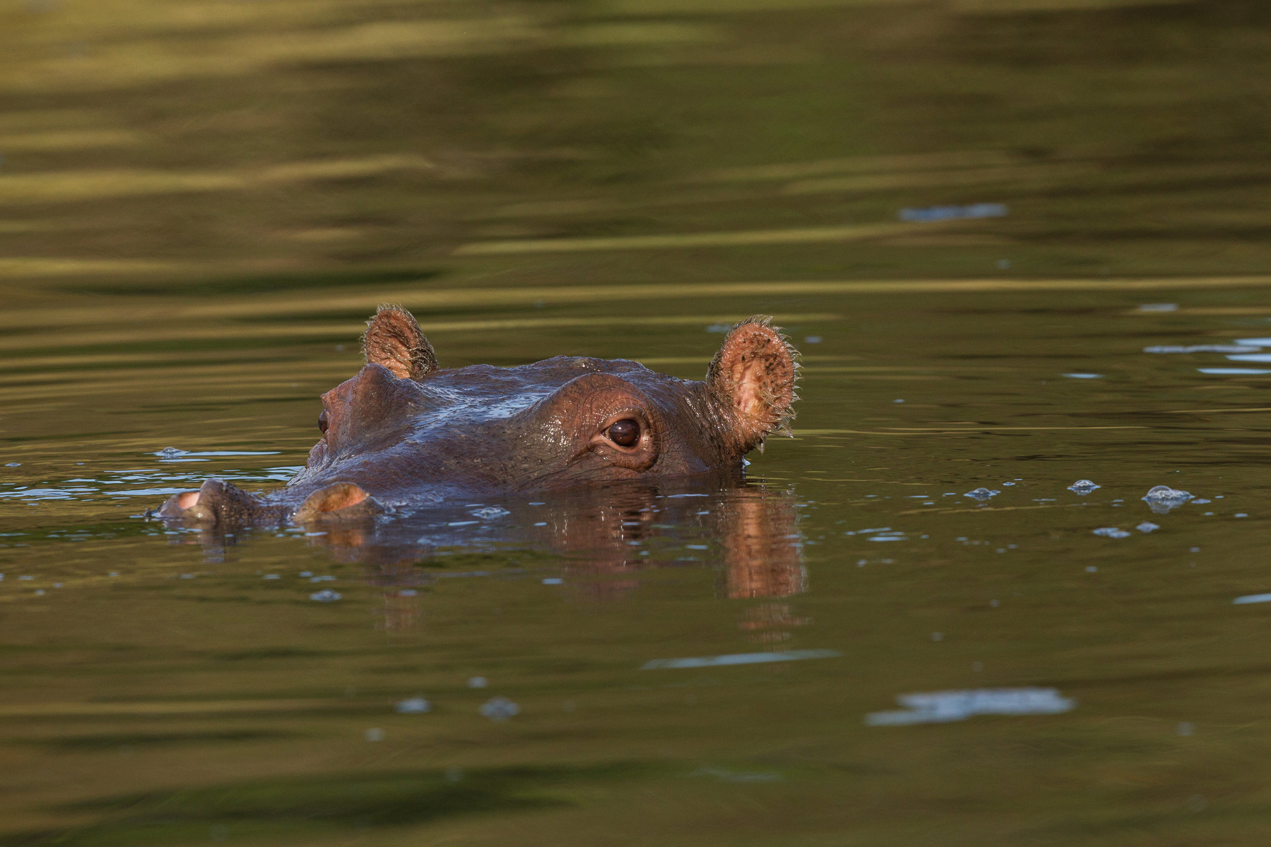  Hippopotamus 