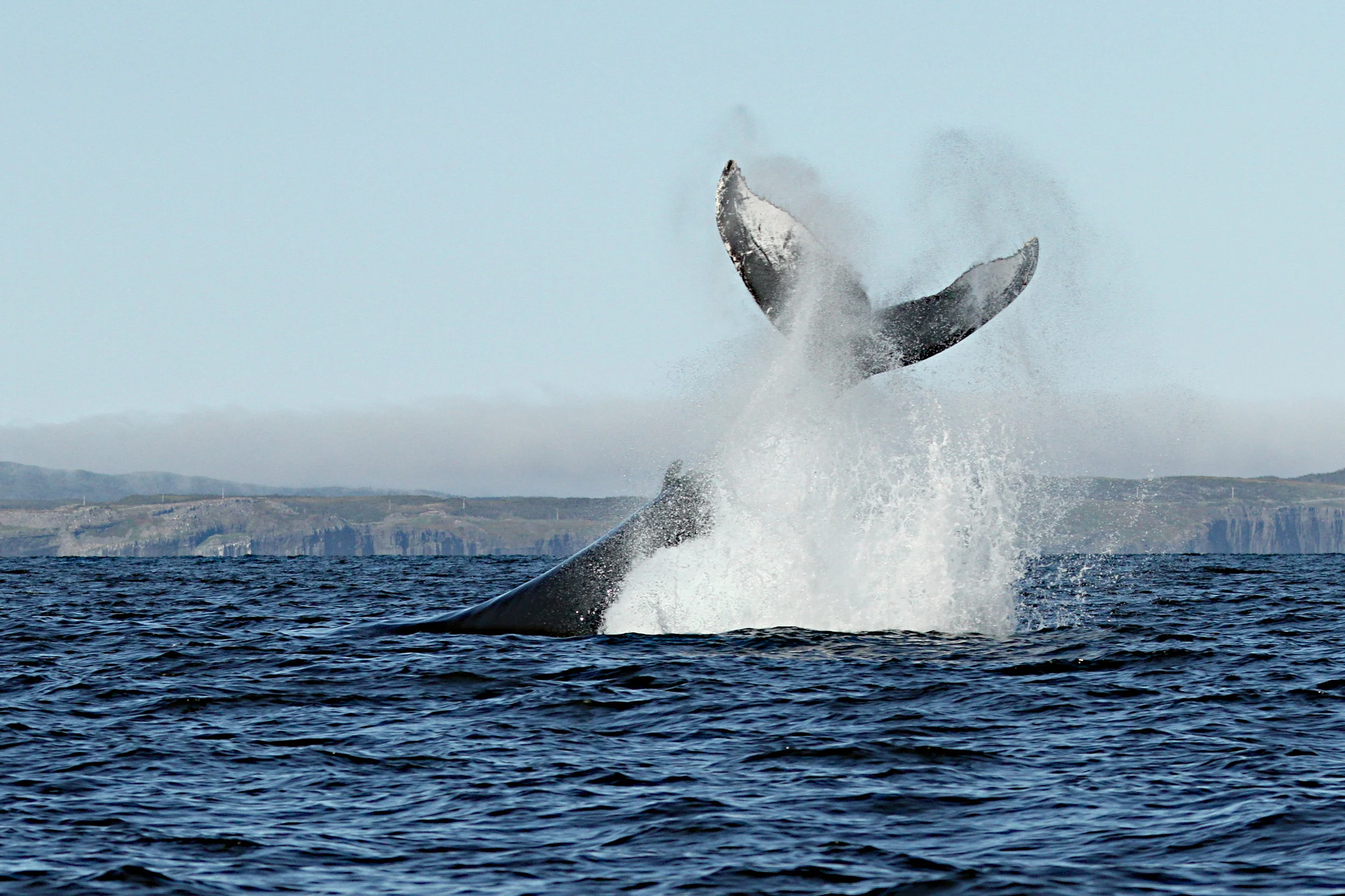  Humpback Whale in Newfoundland, Canada. 