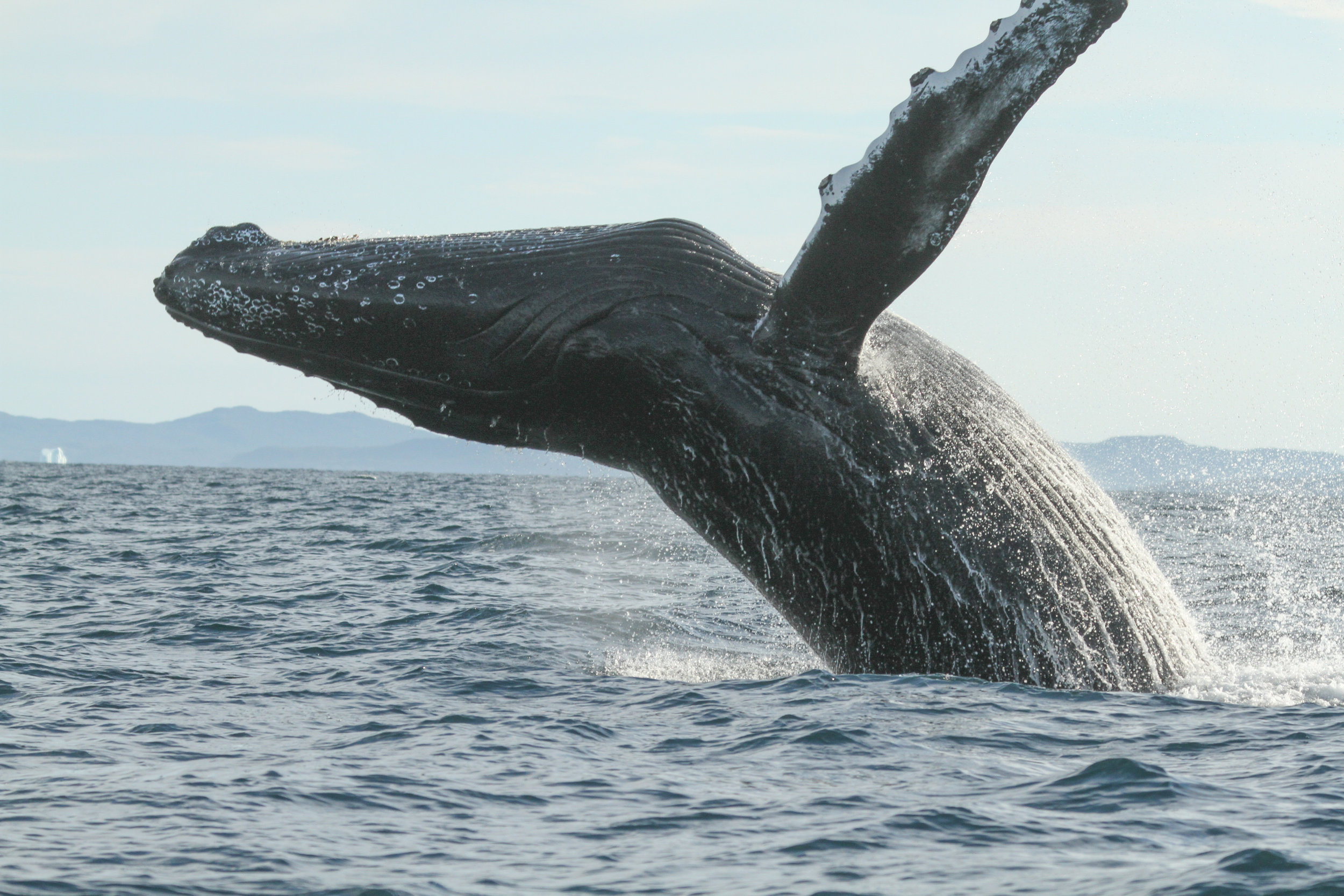  Humpback Whale in Newfoundland, Canada. 