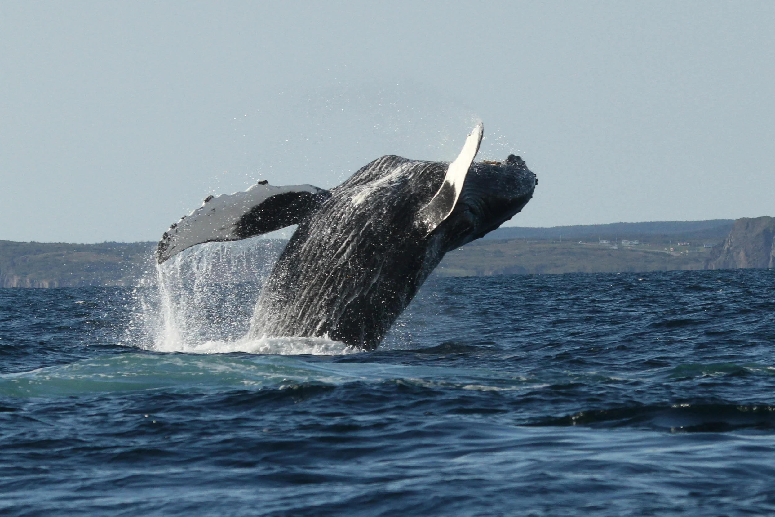  Humpback Whale in Newfoundland, Canada. 