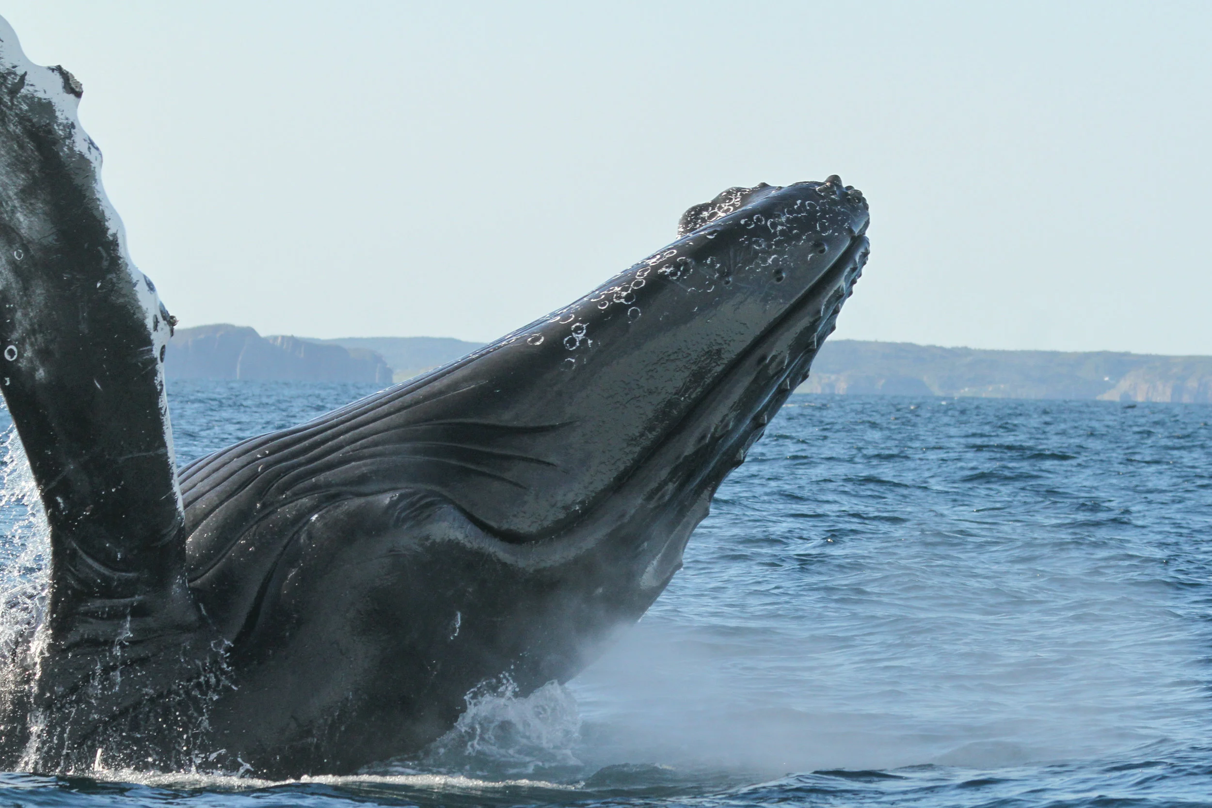  Humpback Whale in Newfoundland, Canada. 