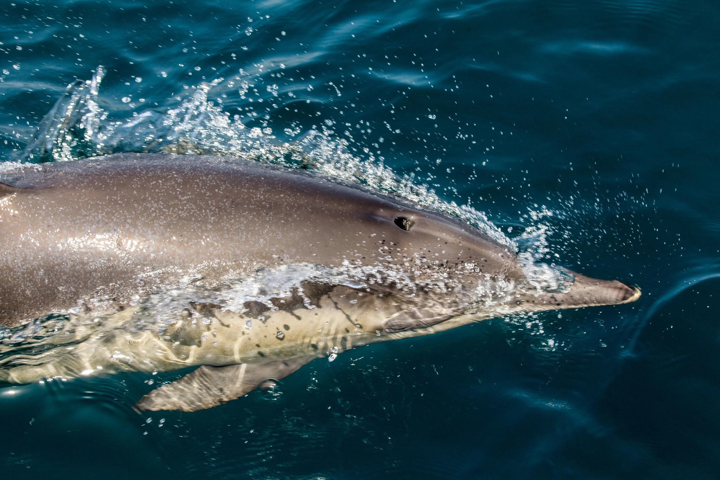  Long Nose Dolphin near Newport Beach, Ca. 