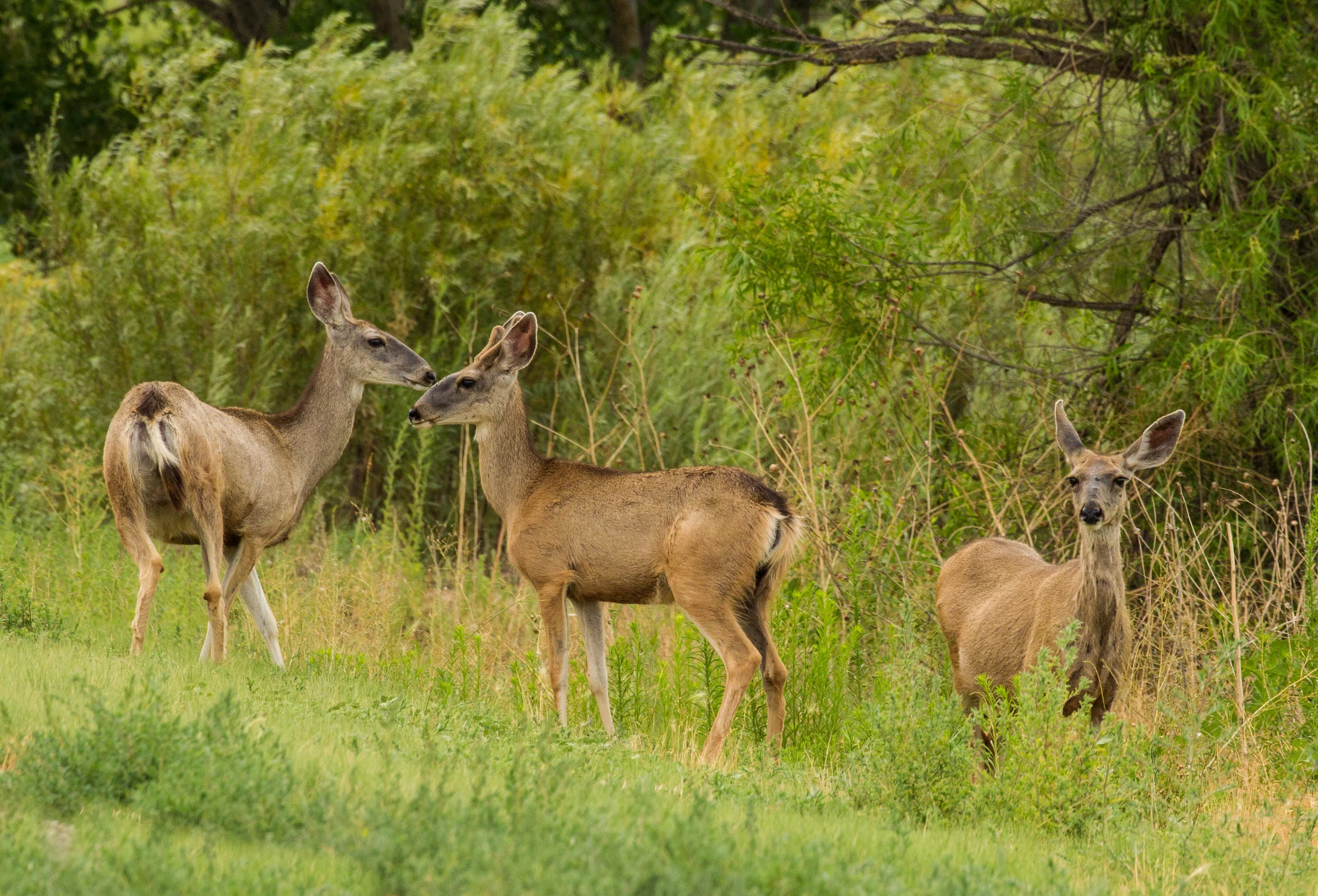  White-tailed Deer, New Mexico. 
