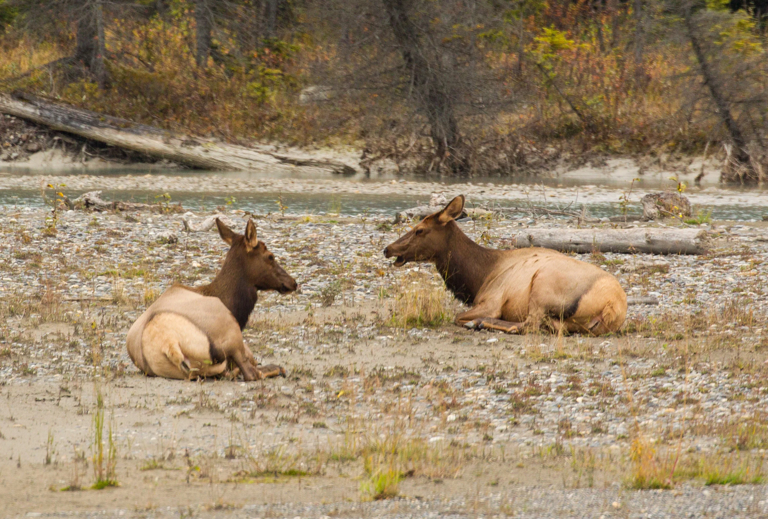  Elk (f) Alberta, Canada. 