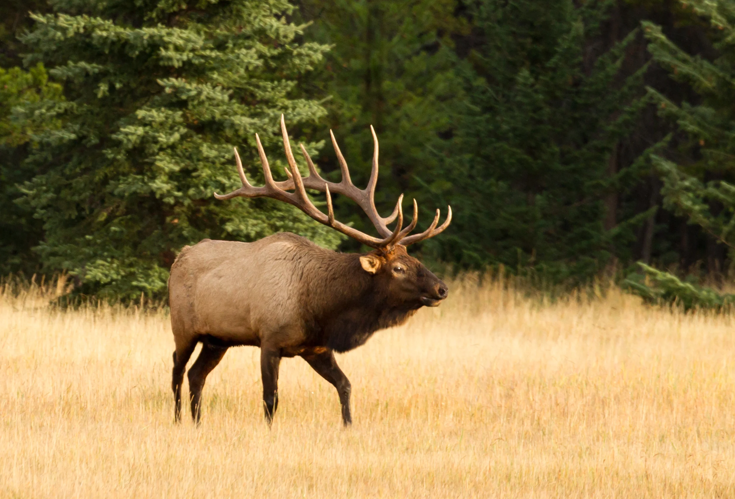  Elk (m) Alberta, Canada. 