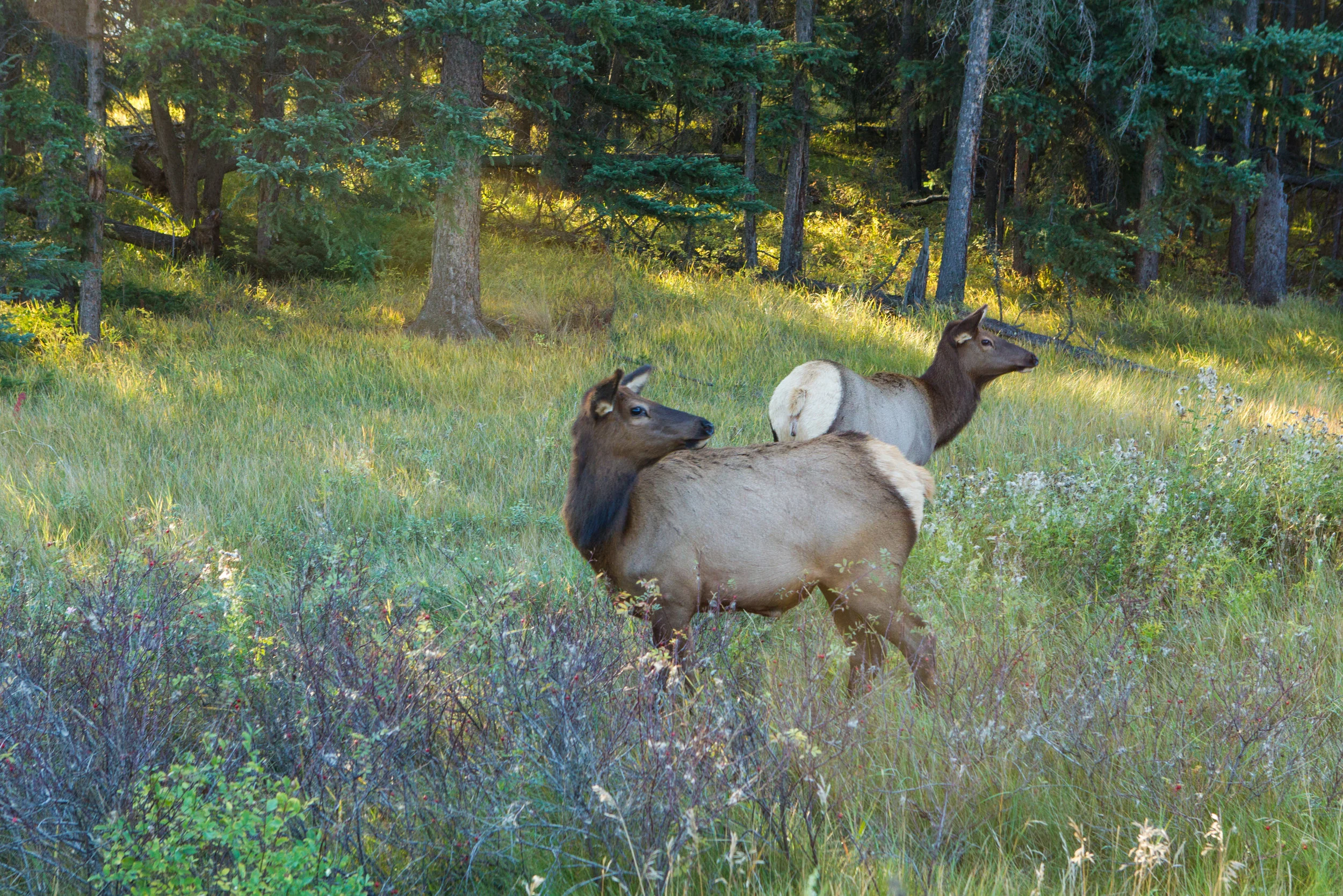 Elk (f) Alberta, Canada. 