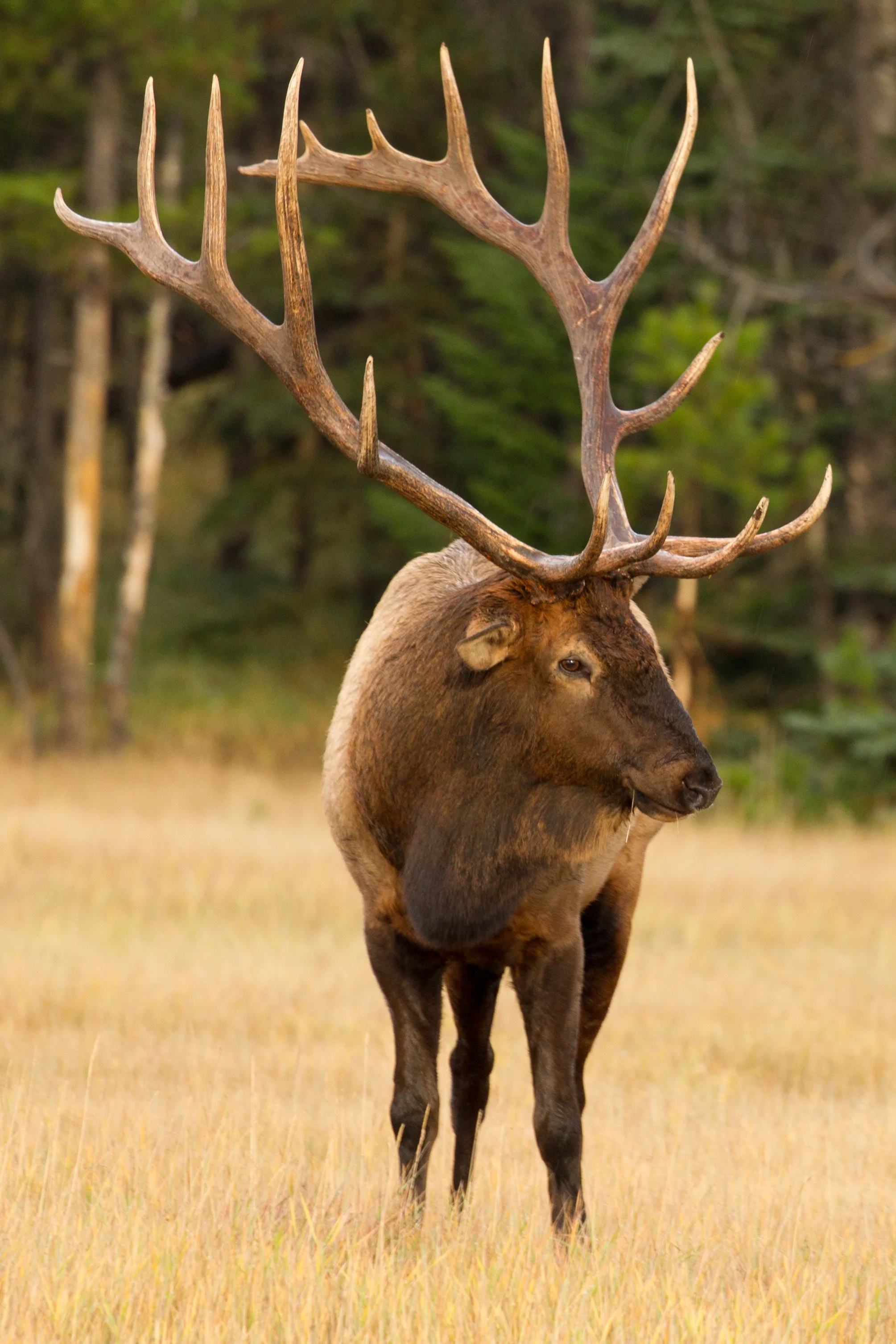  Elk,&nbsp;Alberta, Canada. 