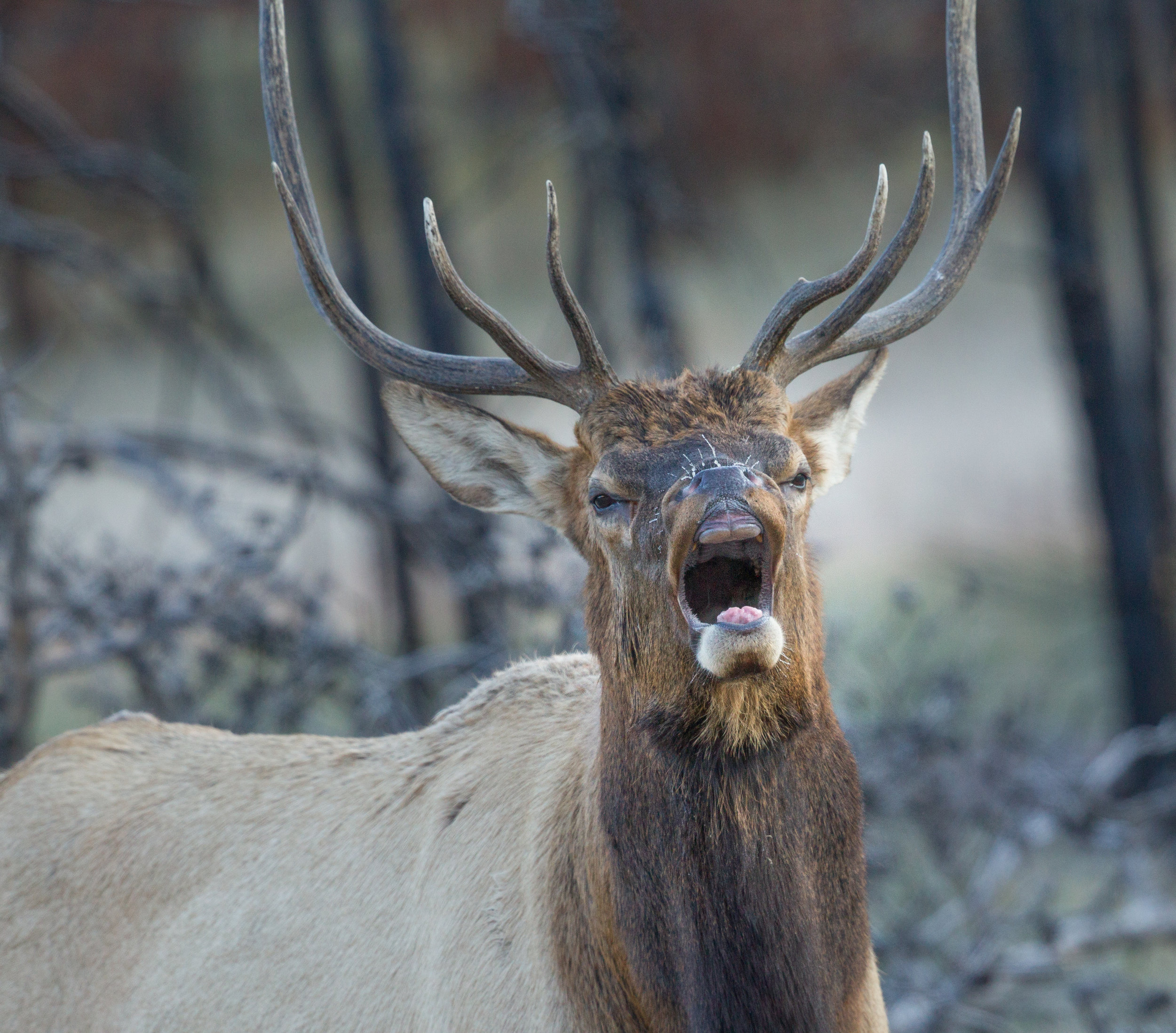  Elk, Alberta, Canada. 