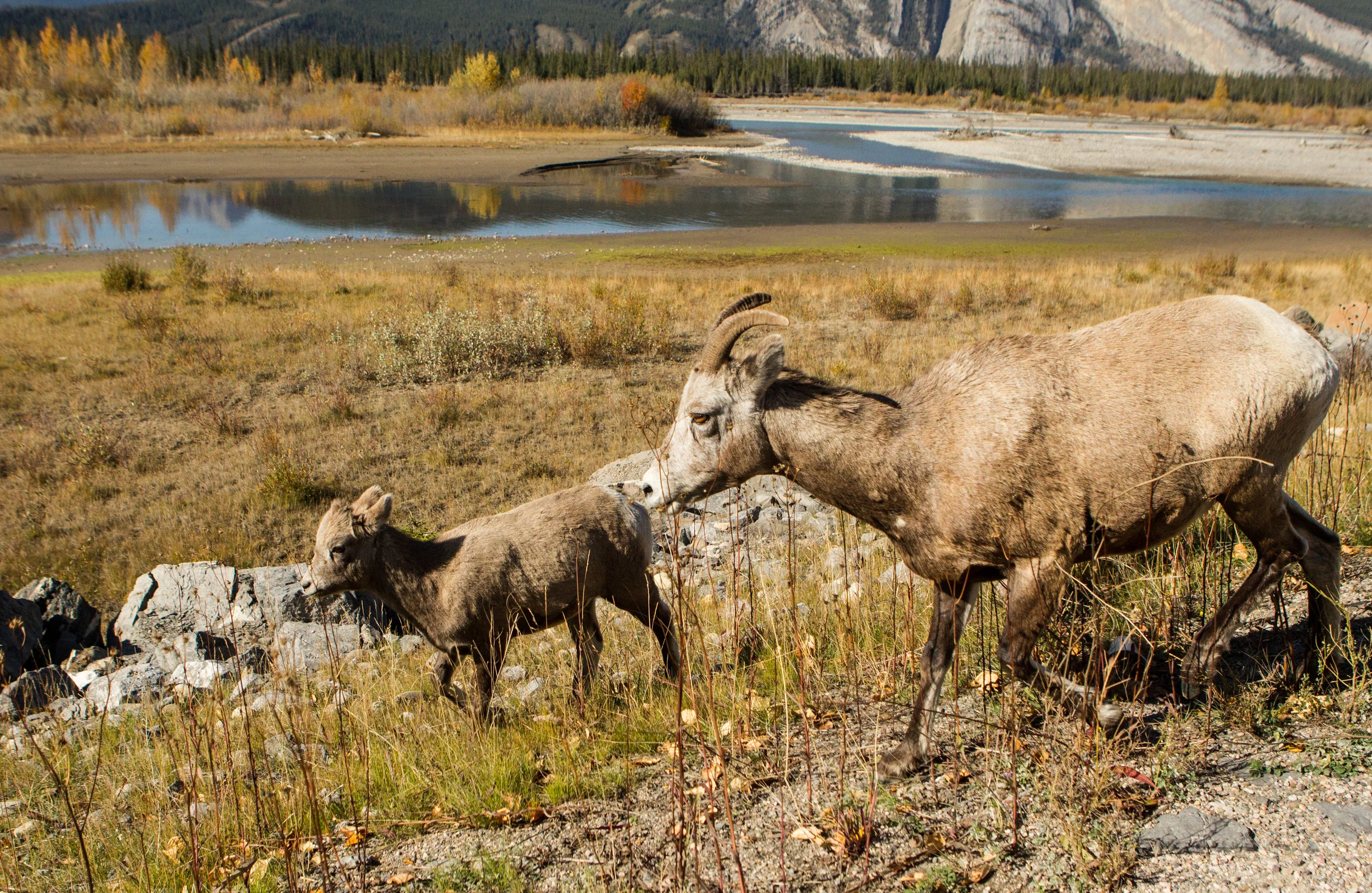 Bighorn Sheep (f) Alberta, Canada. 