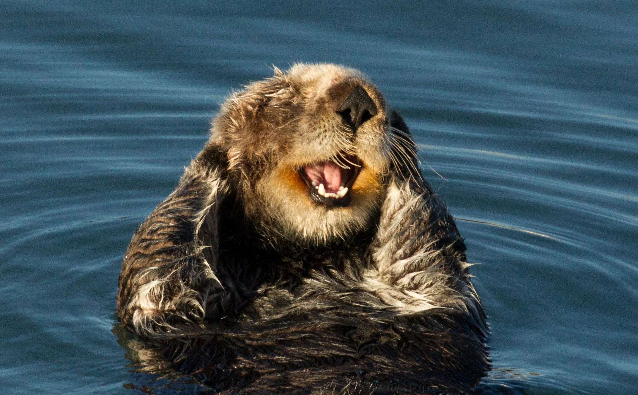  Sea Otter, Morro Bay, Ca. 