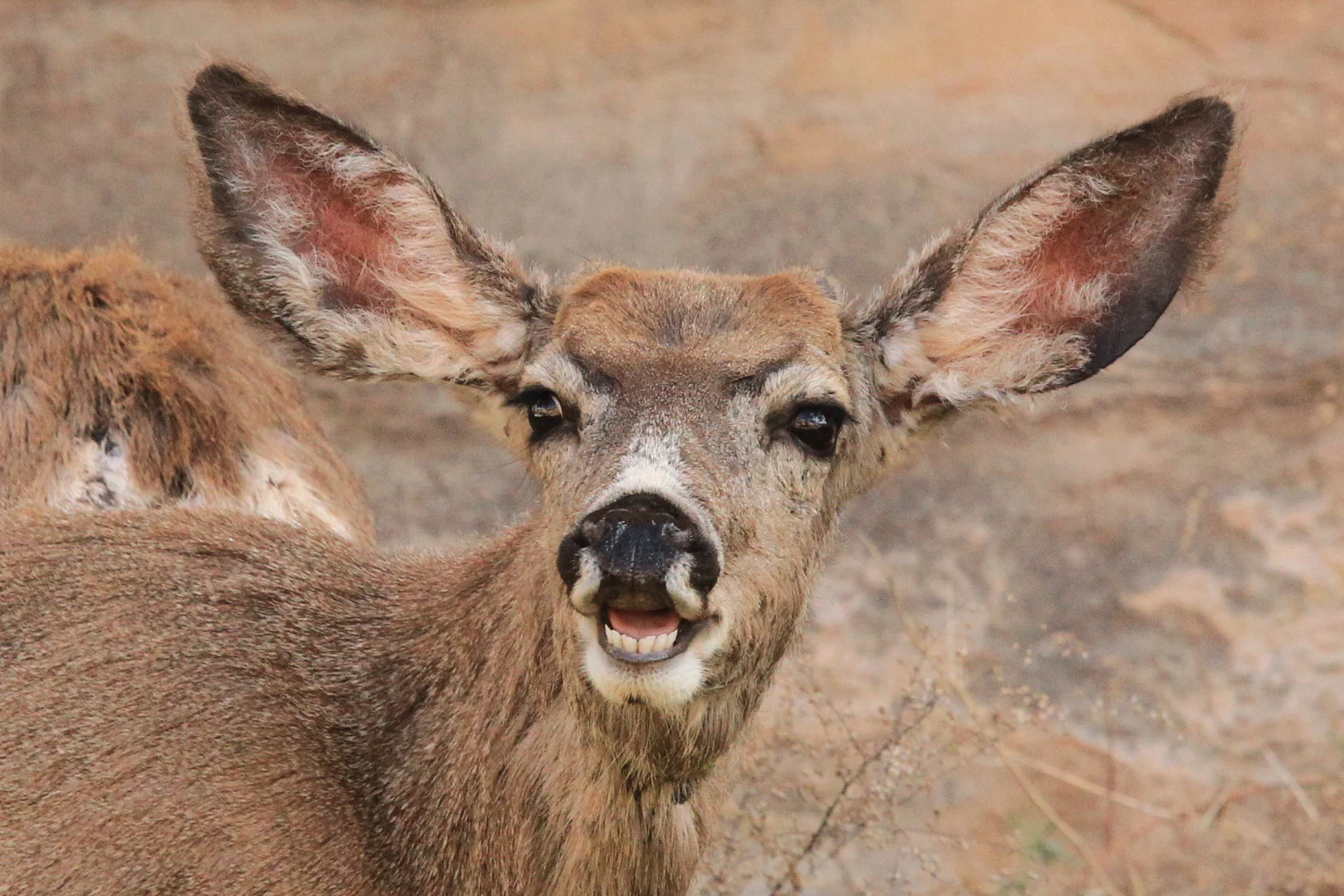  White-tailed Deer, Utah. 