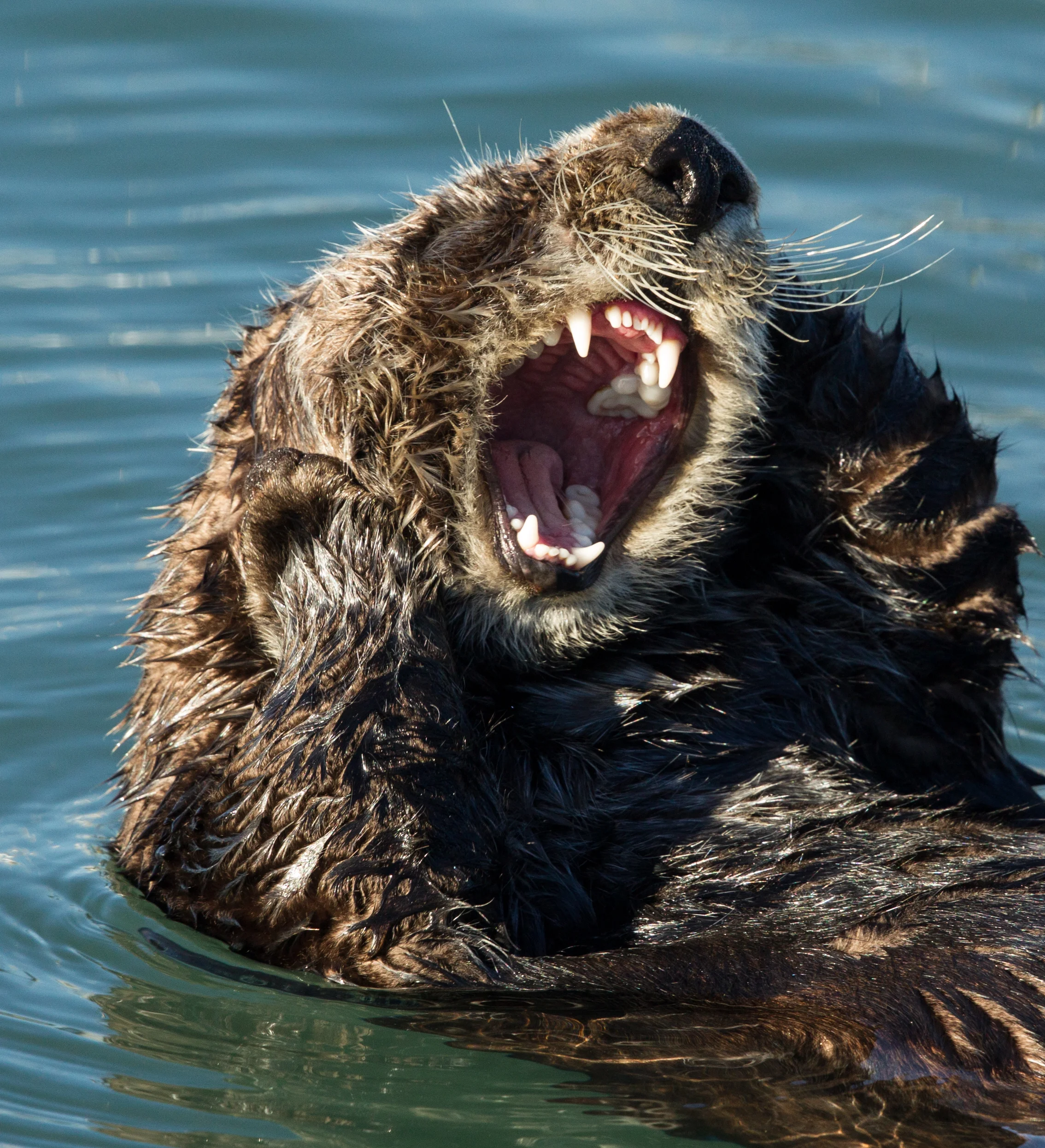  Sea Otter, Morro Bay, Ca. 