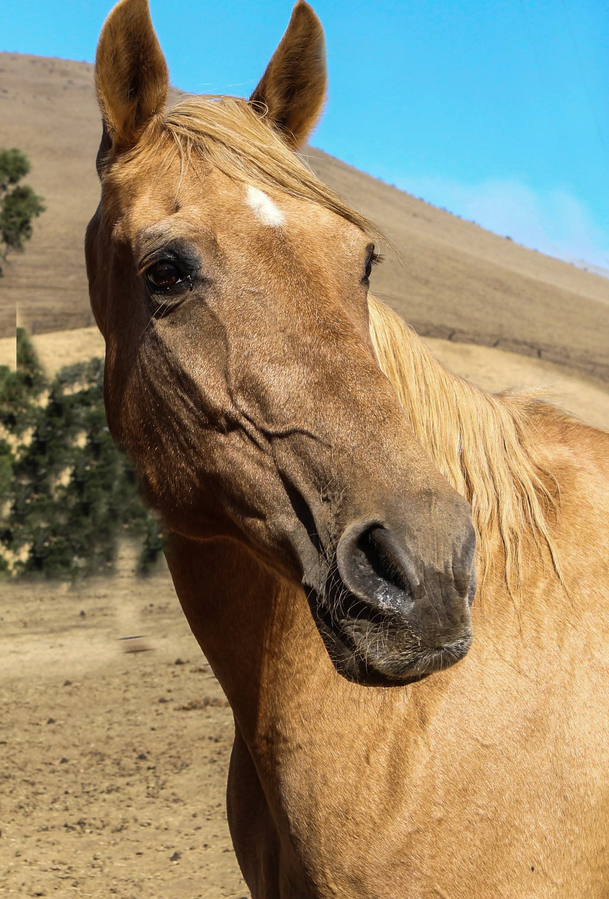  Horse near Cambria, Ca. 
