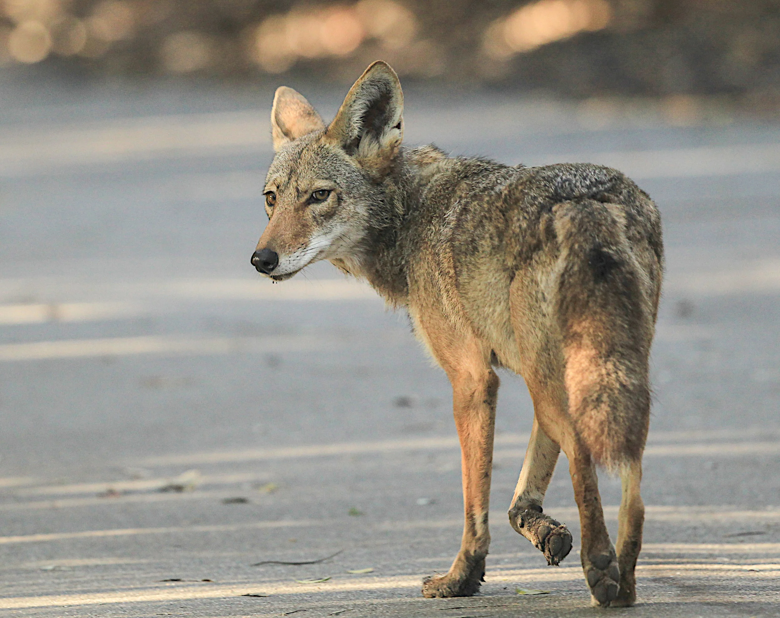  Coyote, Central Park, Huntington Beach, Ca. 