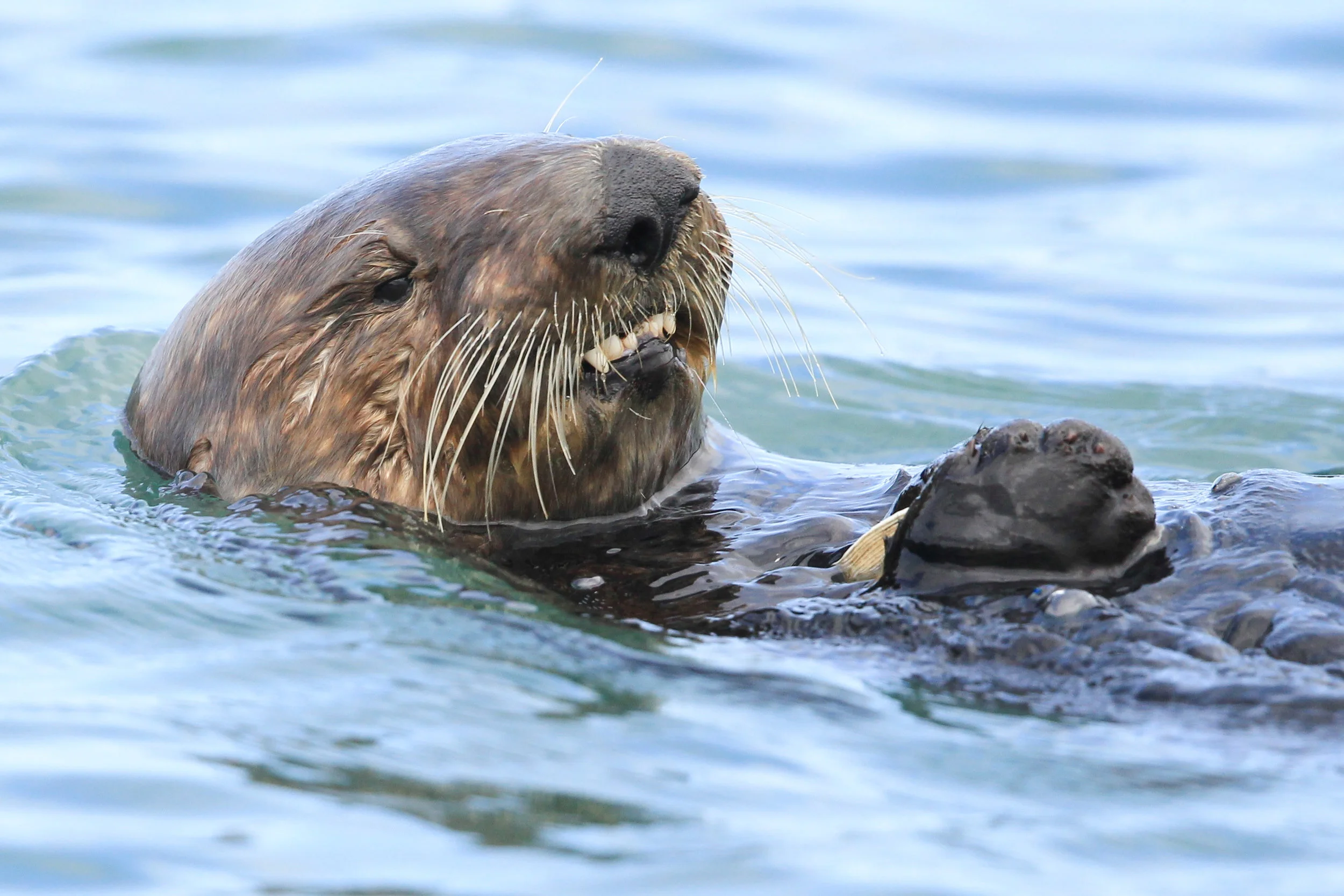  Otter, Elkhorn Slough, Moss Landing,&nbsp;Ca. 