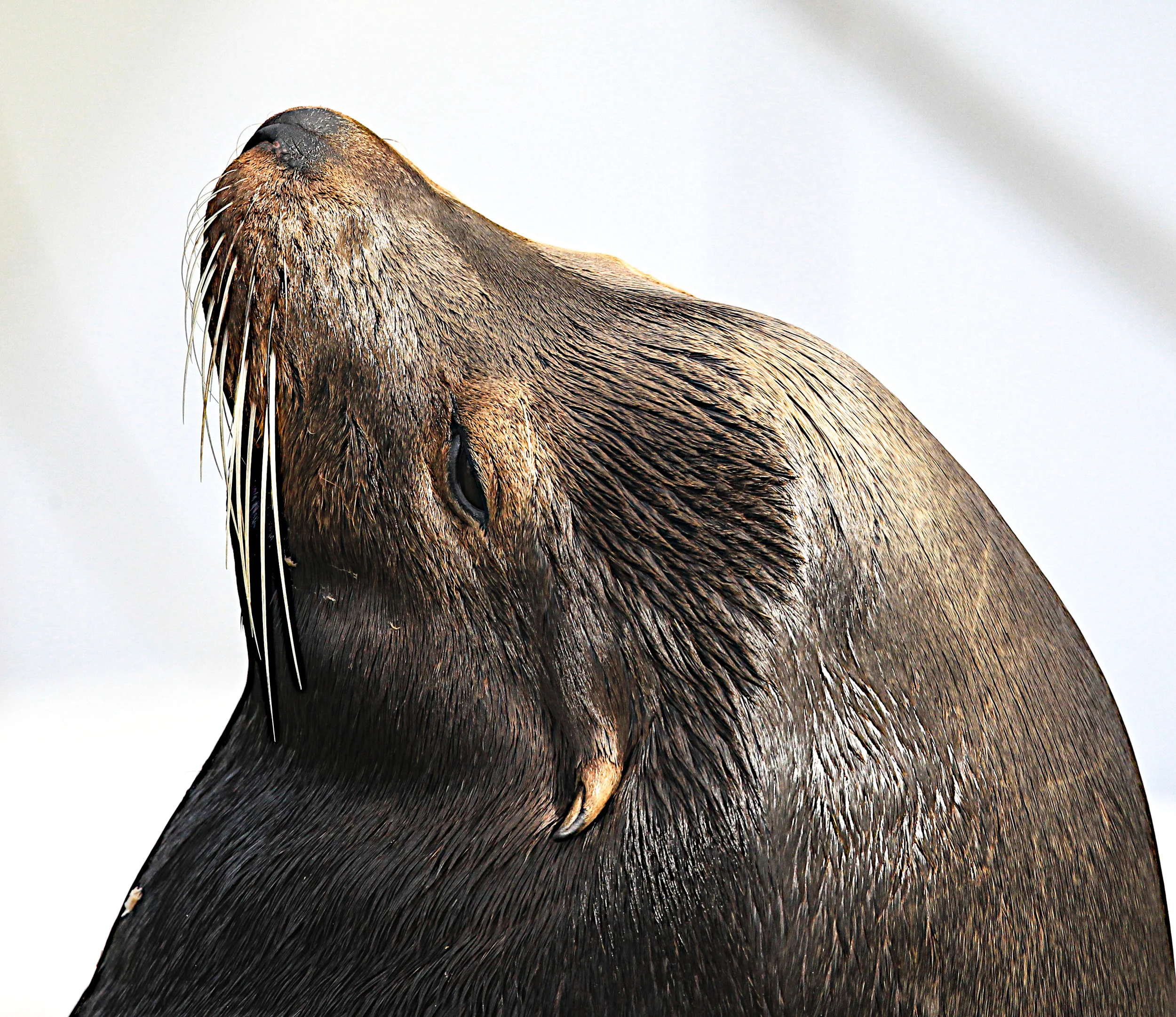  California Sea Lion, Elkhorn Slough, Moss Landing,&nbsp;Ca. 