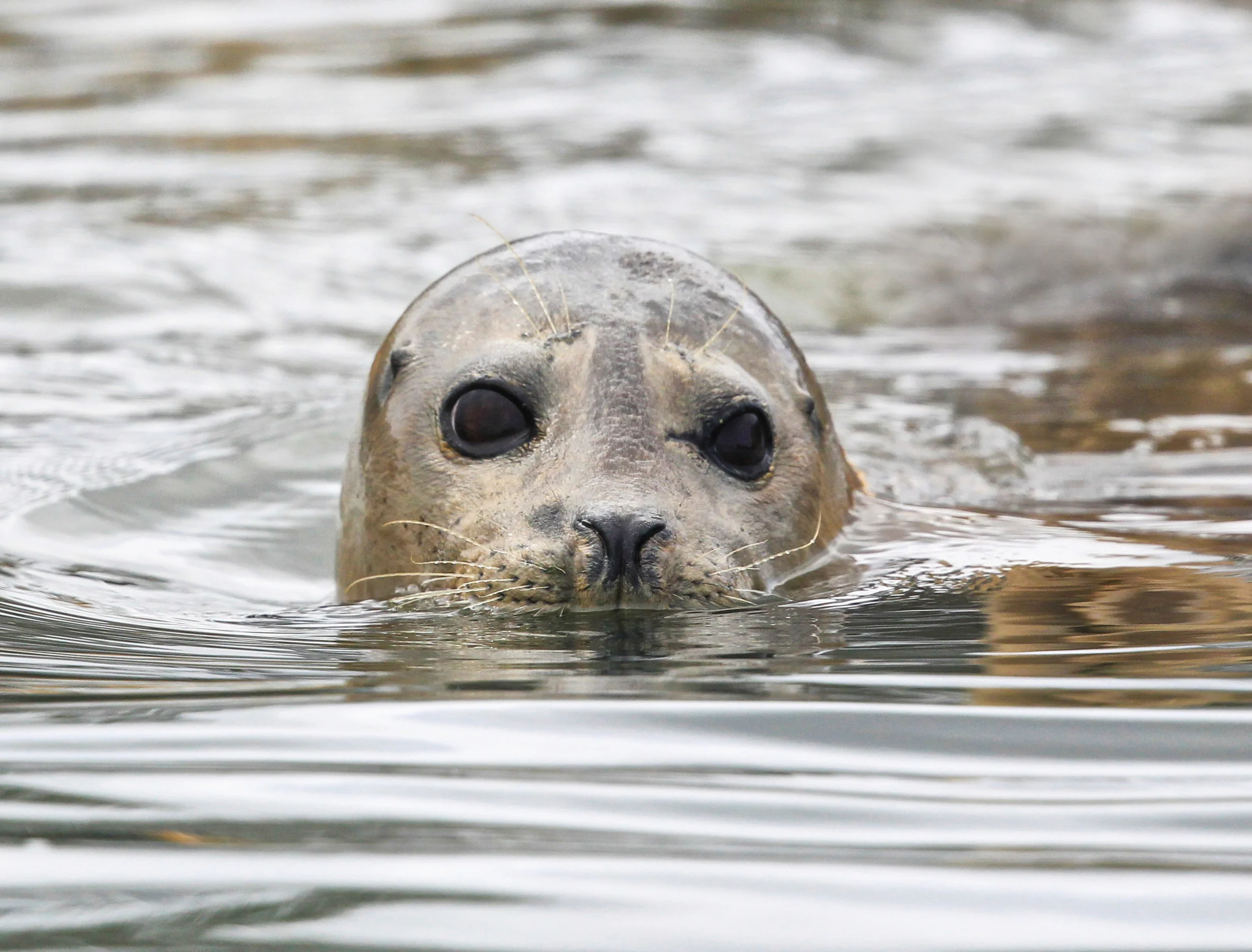  Harbor Seal, Elkhorn Slough, Moss Landing,&nbsp;Ca. 