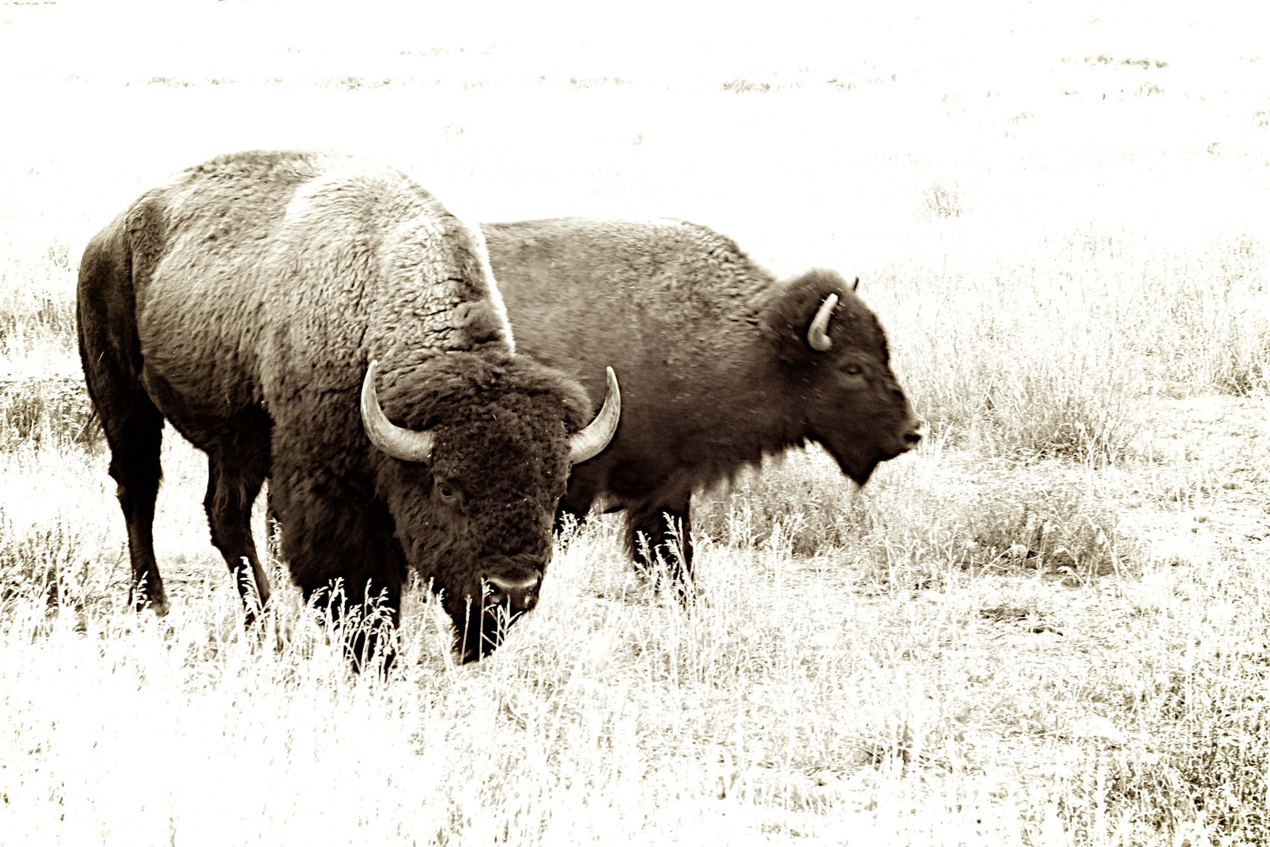  American Bison, Grand Tetons, Wy. 