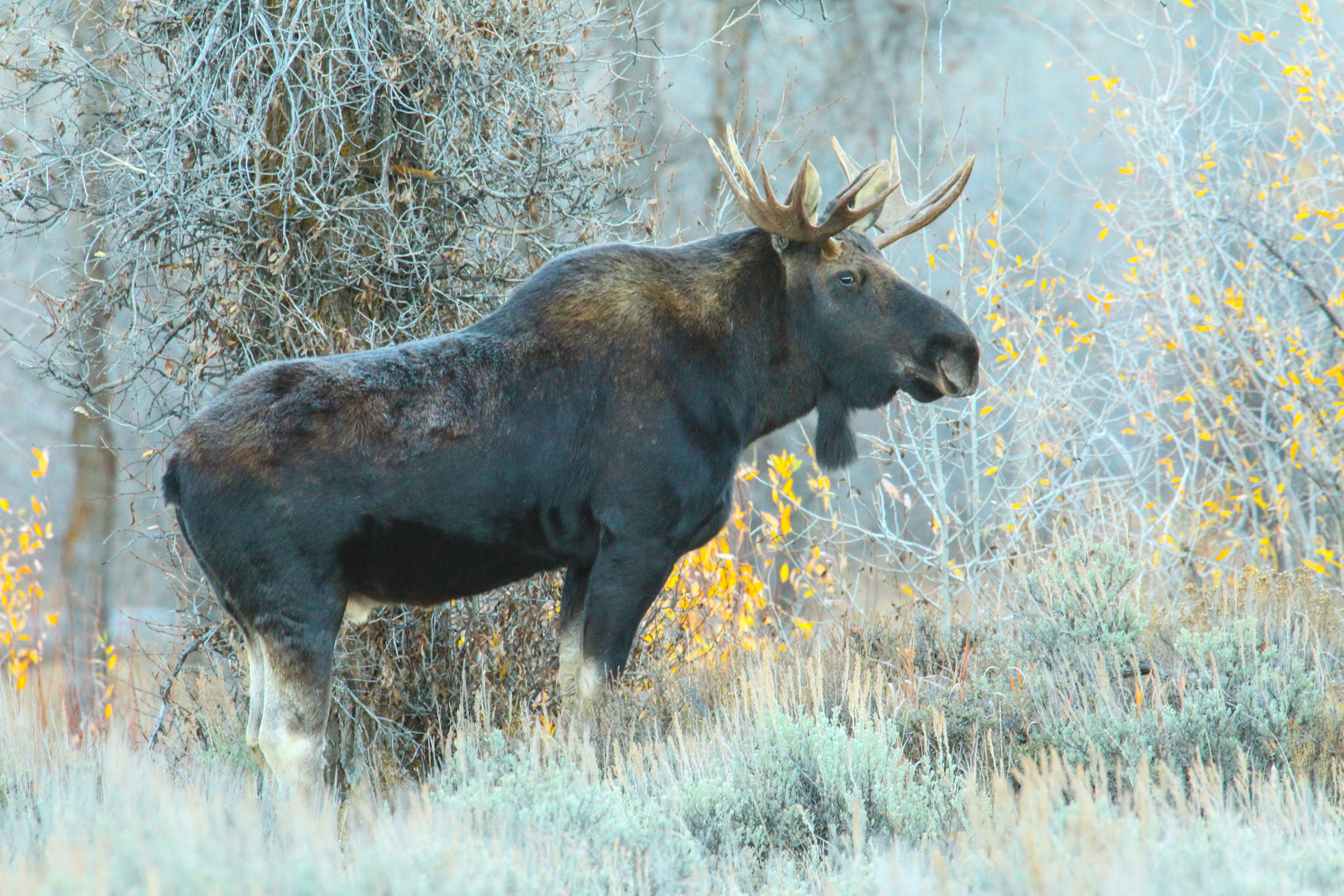  Moose (m) Grand Tetons, Wy. 