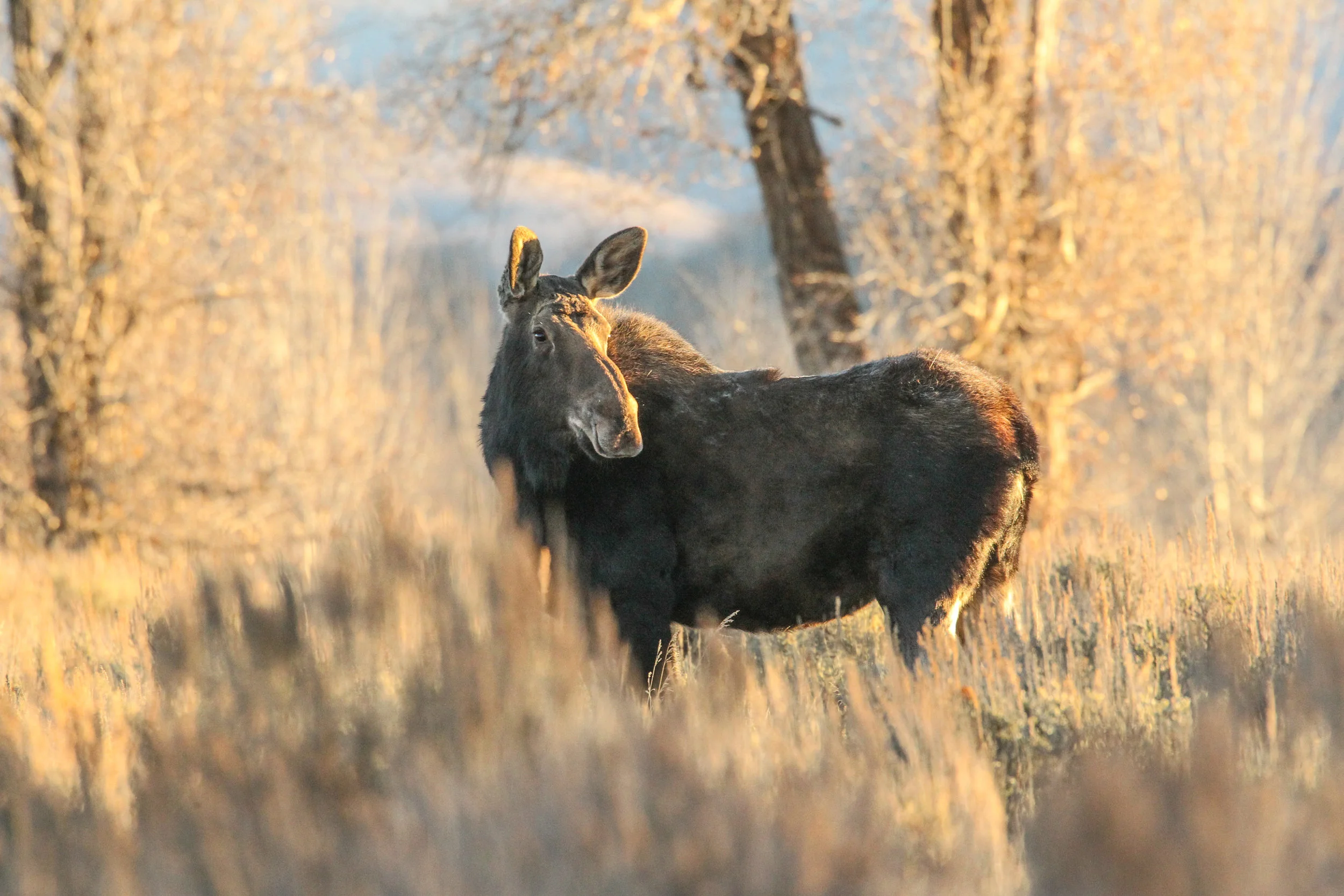  Moose (f) Grand Tetons, Wy. 