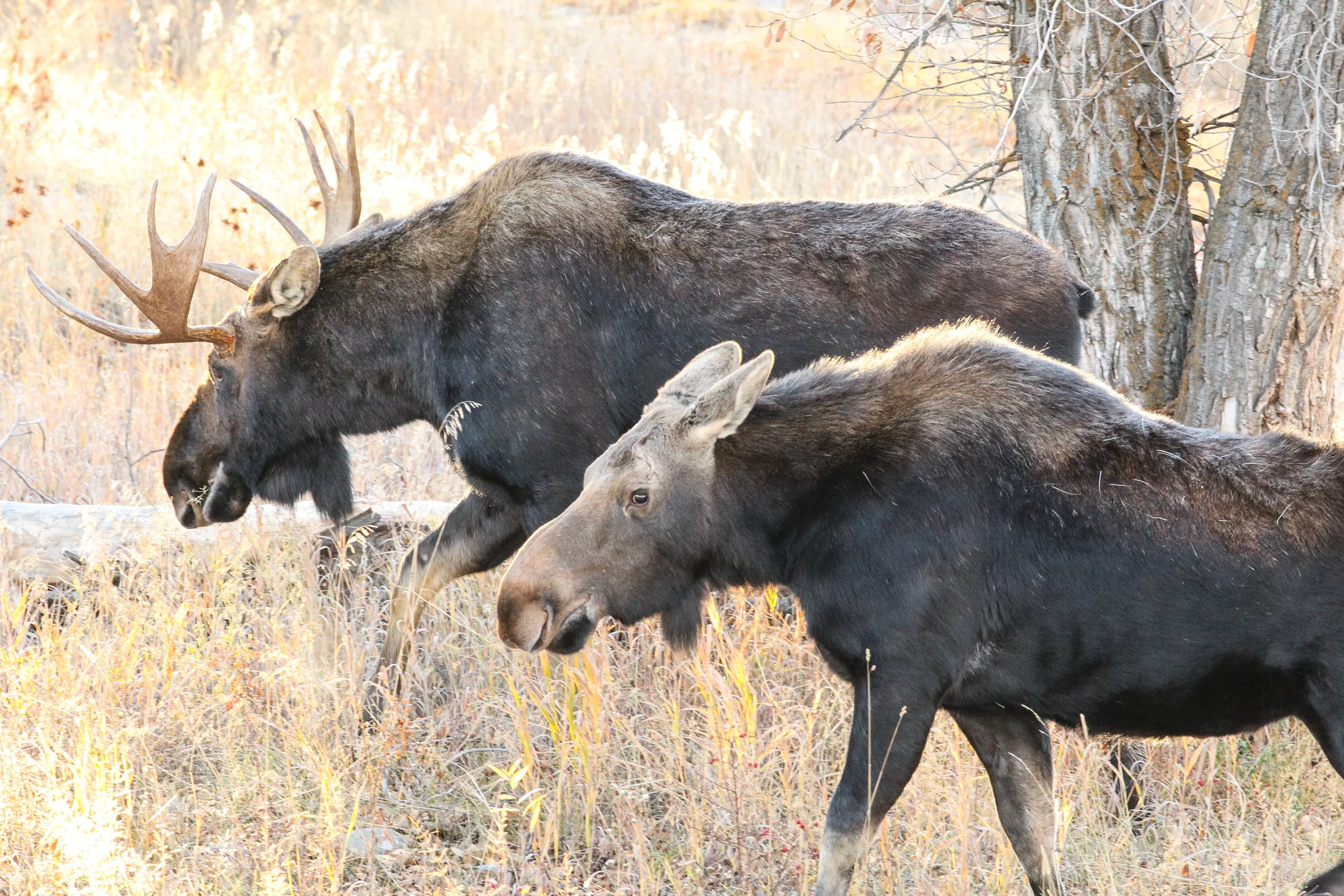  Moose (m &amp; f) Grand Tetons, Wy. 