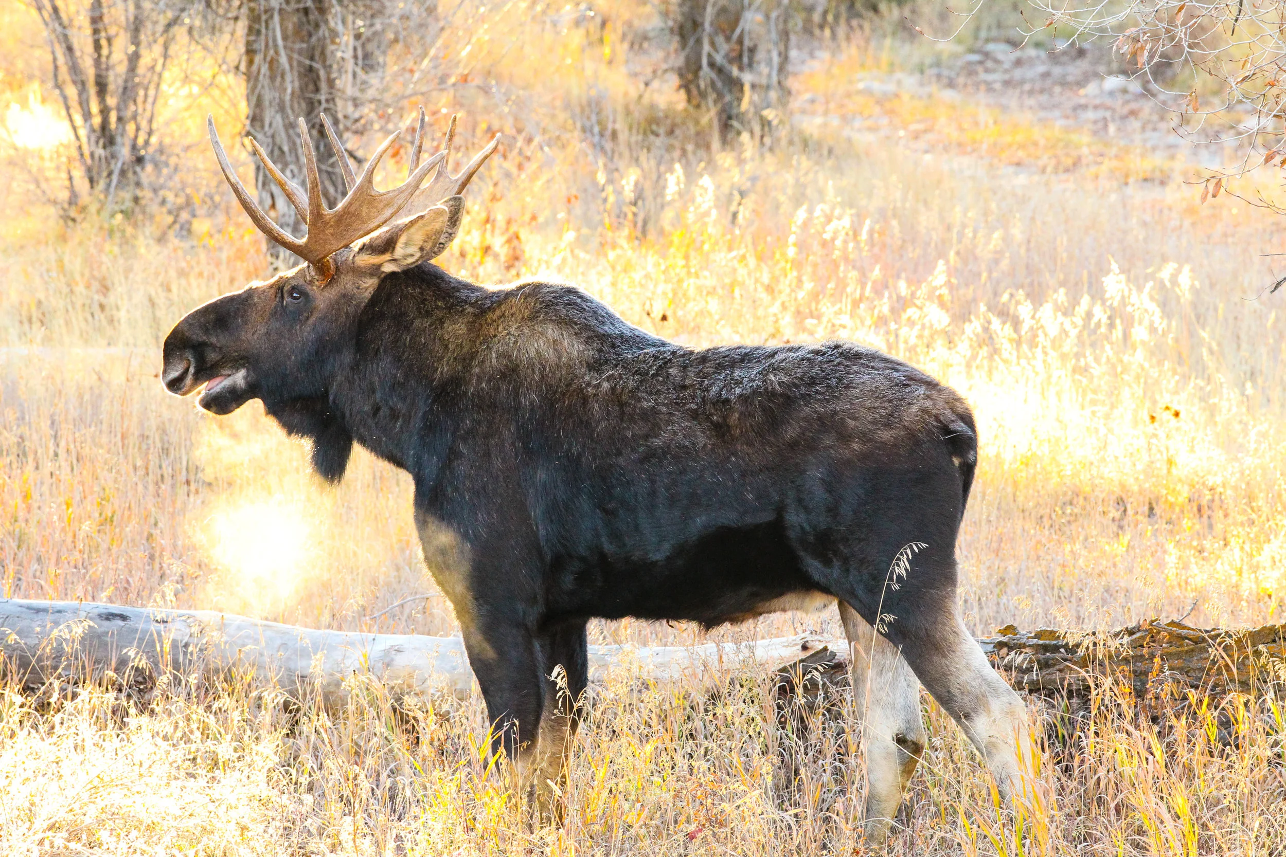  Moose (m) Grand Tetons, Wy. 
