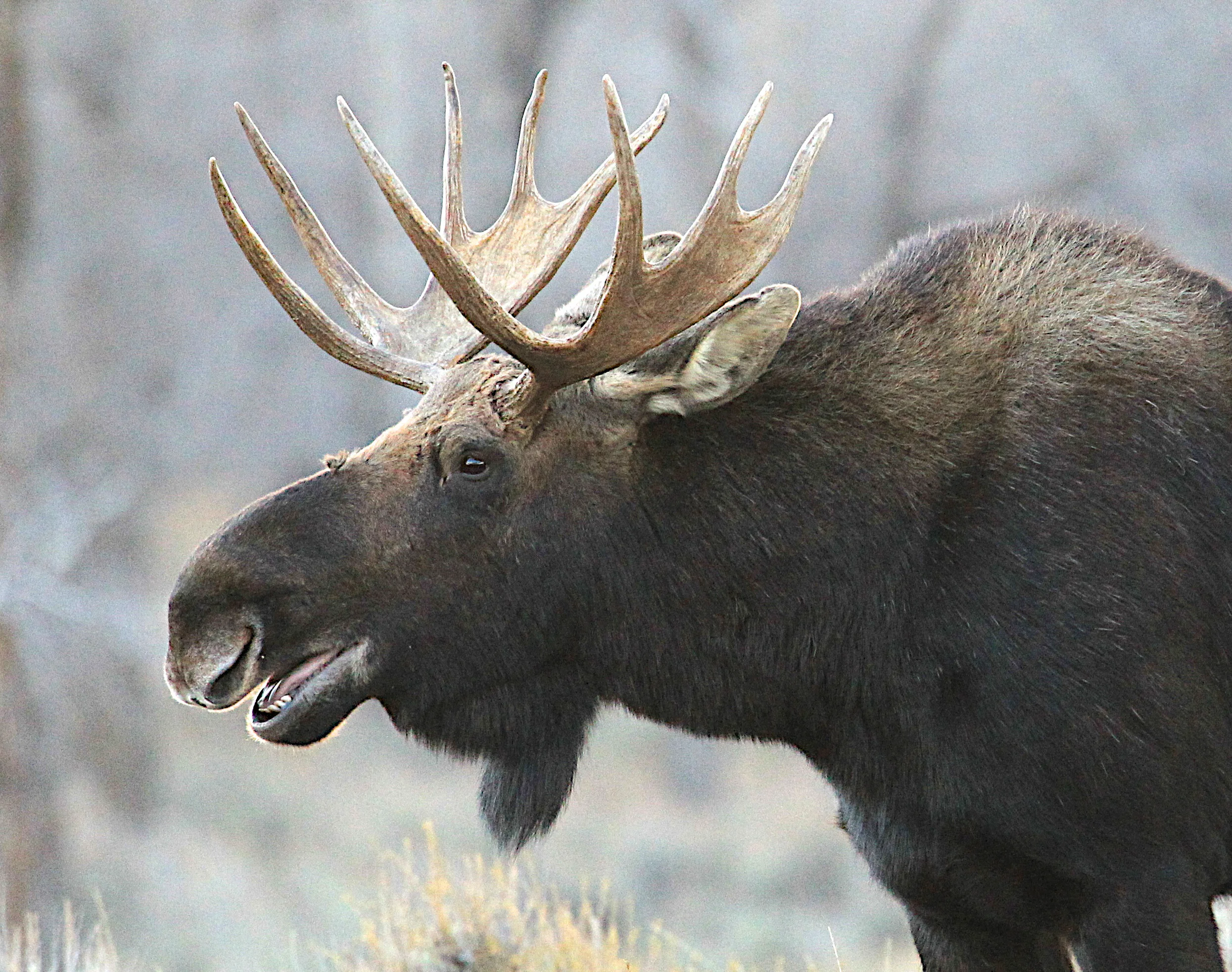  Male Moose near Jackson Hole, Wy. 