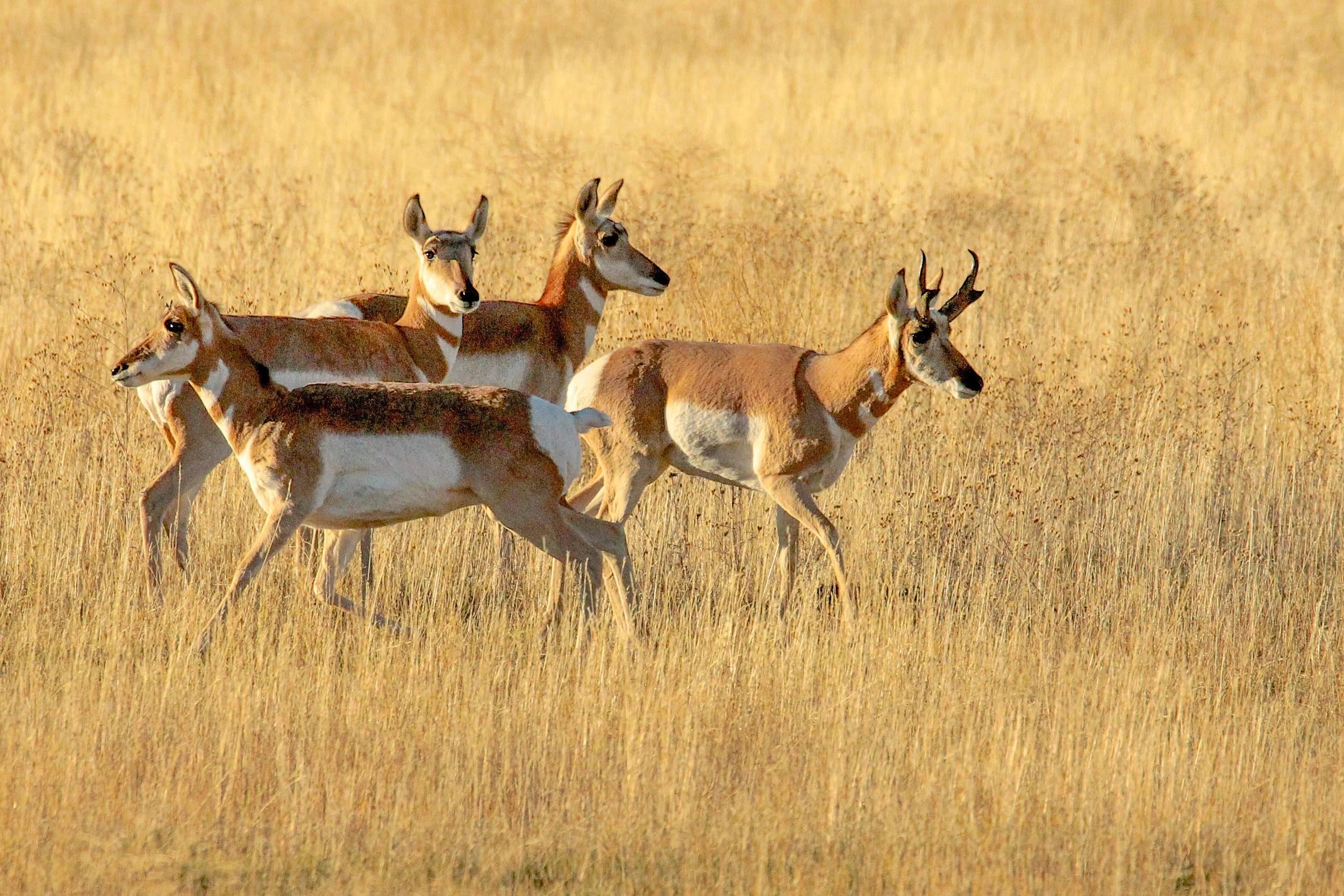  Pronghorn, Grand Tetons, Wy.&nbsp; 