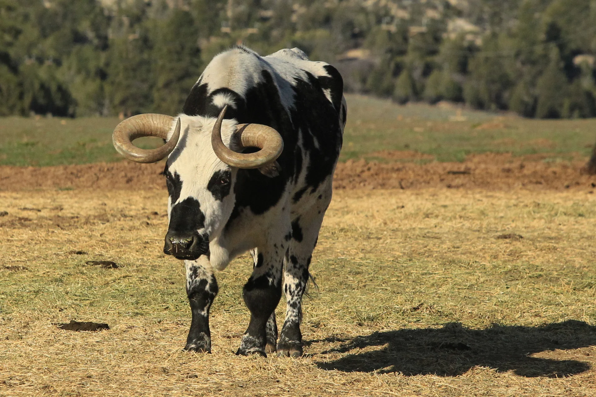  Strange looking cow. 