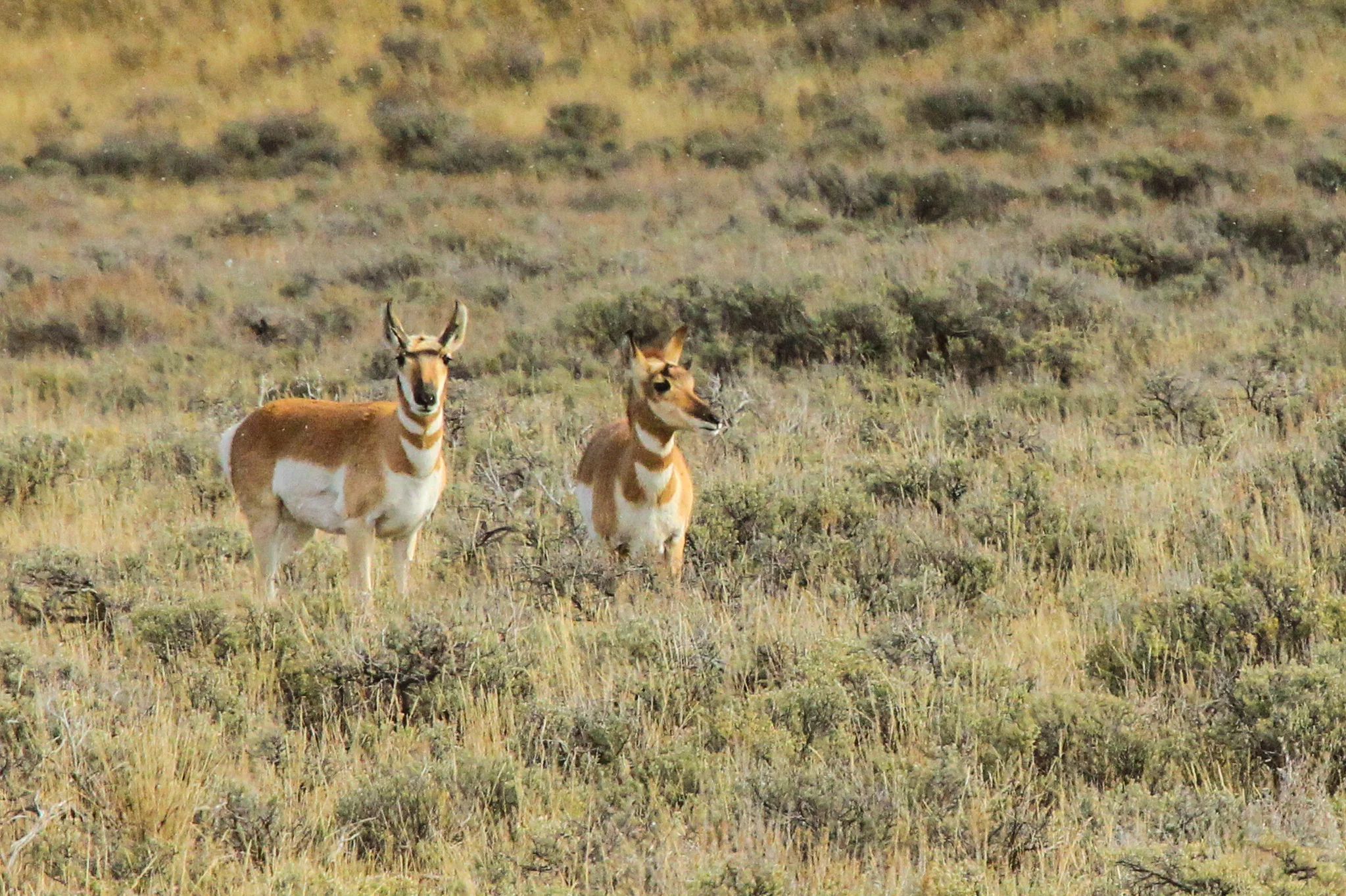  Pronghorns, Grand Tetons, Wy. 