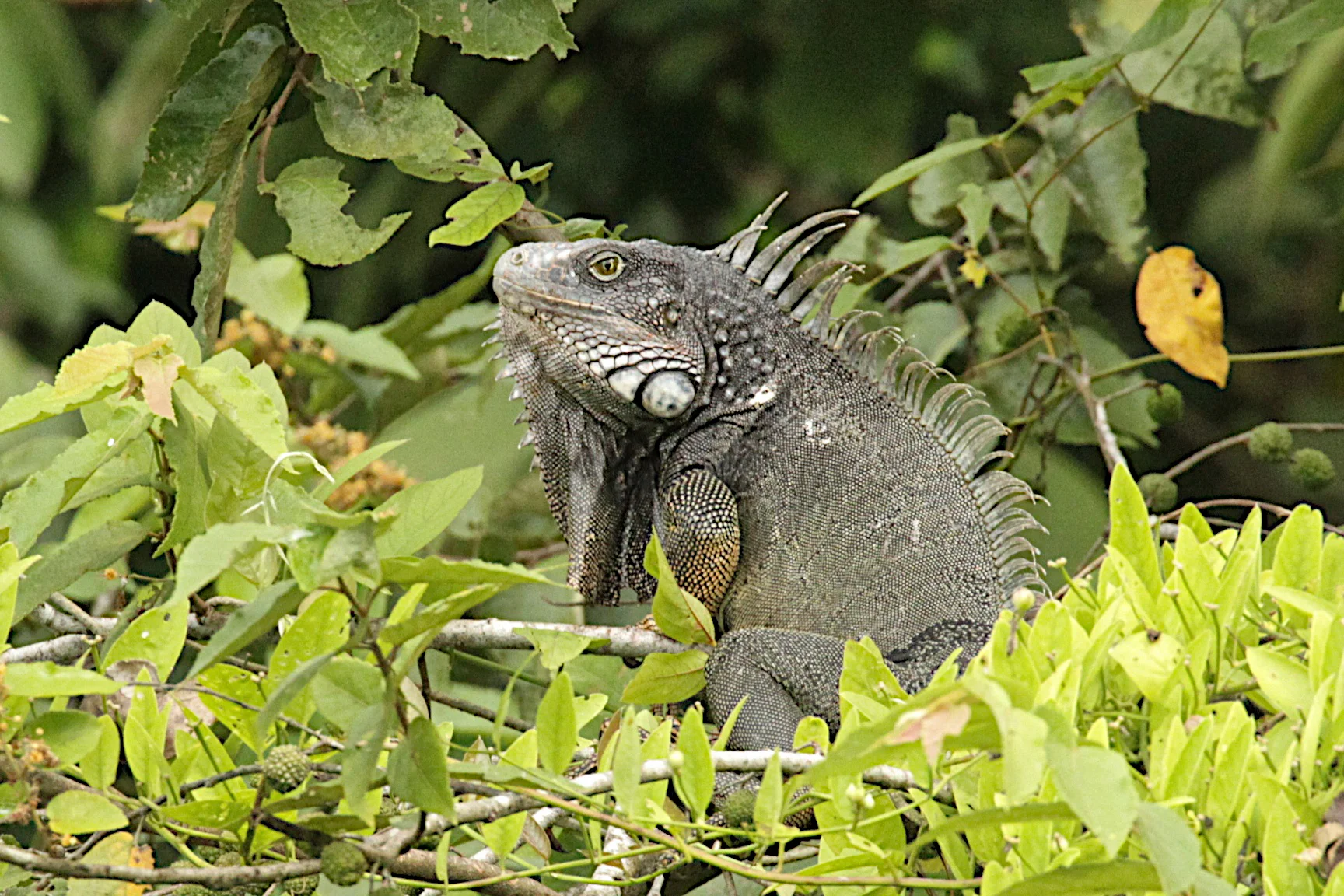  Green Iguana, Panama. 