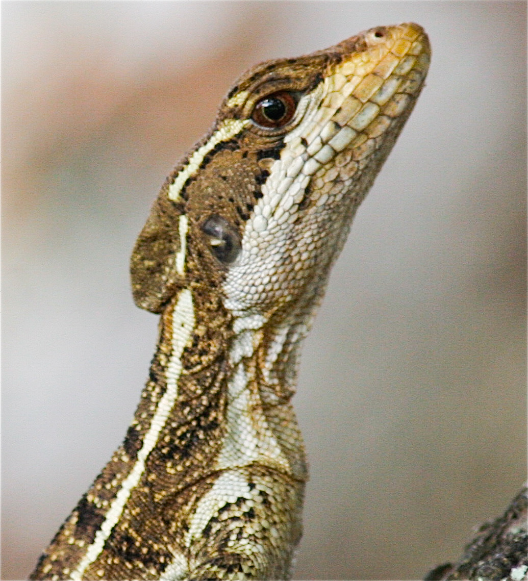  Basilisk Lizard (common name, Jesus Lizards for their ability to run on the surface of water) Costa Rica. 