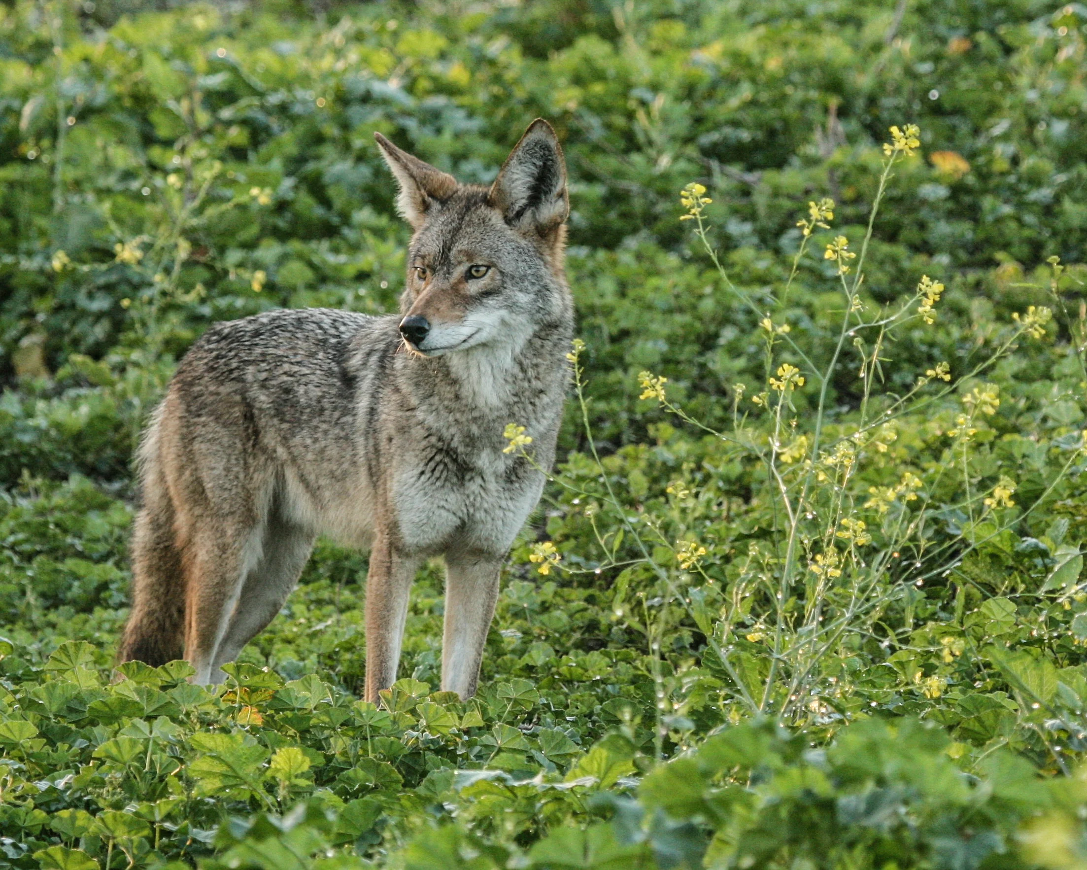  Coyote, Bolsa Chica, Huntington Beach, Ca. 