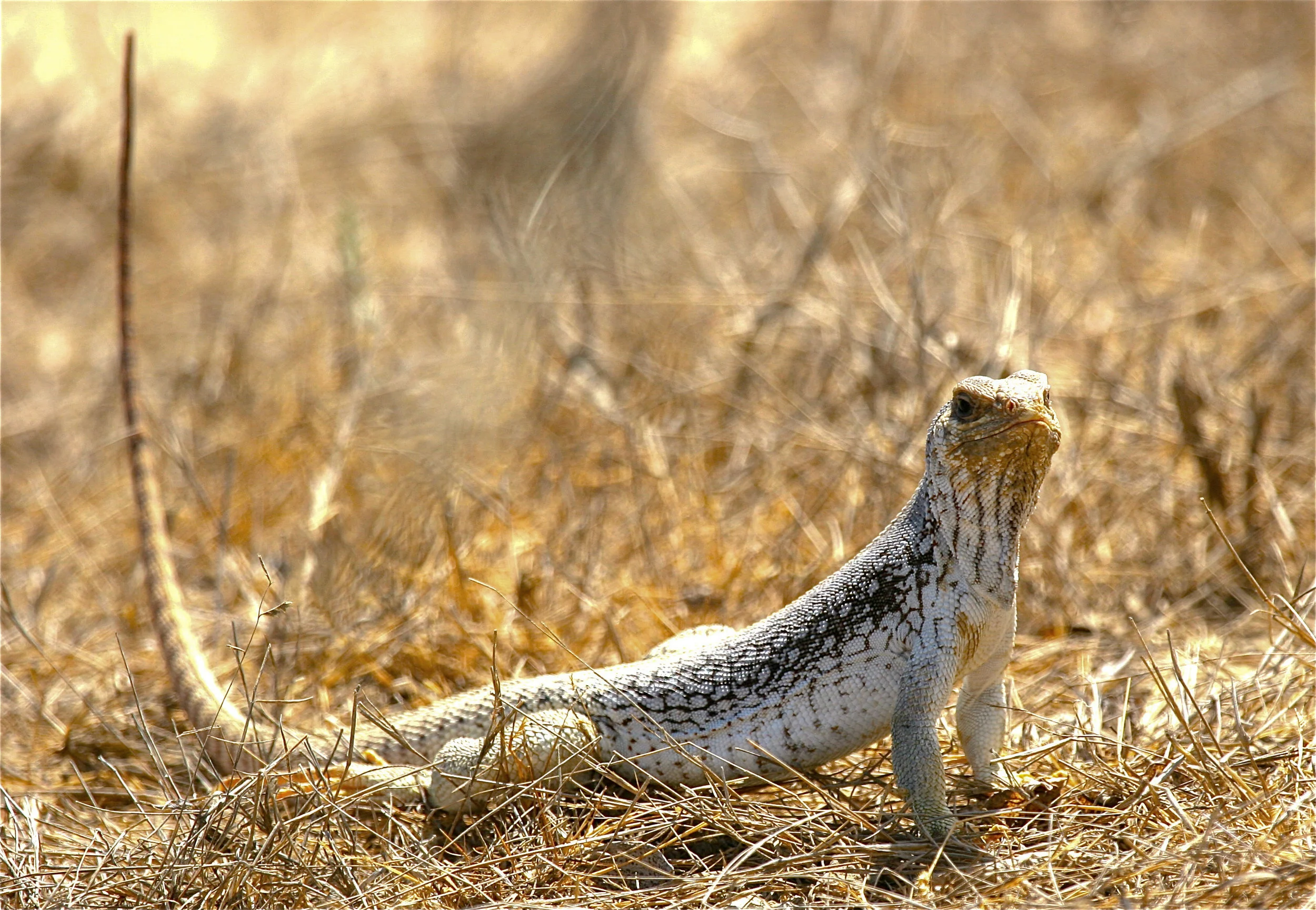  Desert Iguana, Mexico 