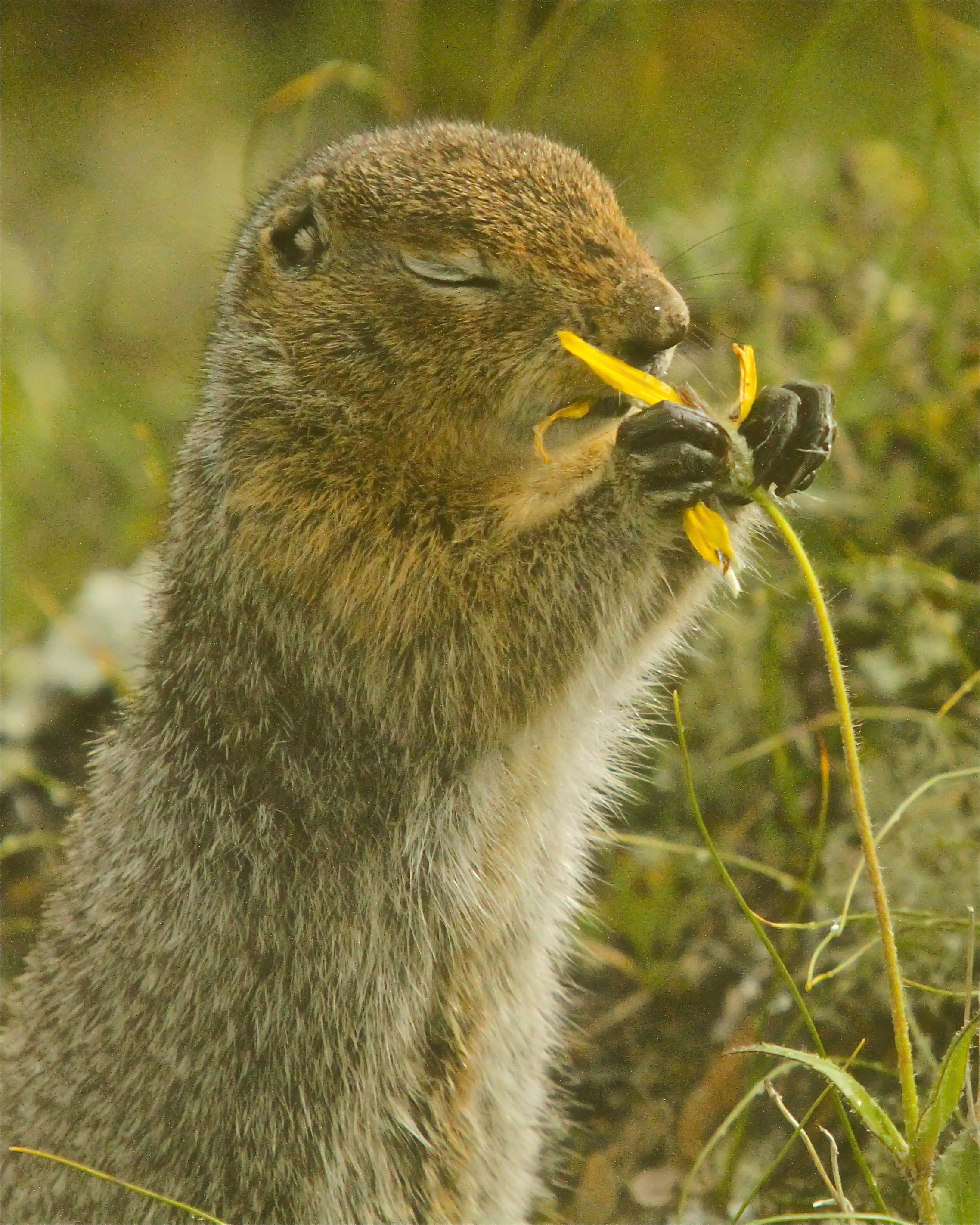  Arctic Ground Squirrel, Denali, Alaska.&nbsp; 