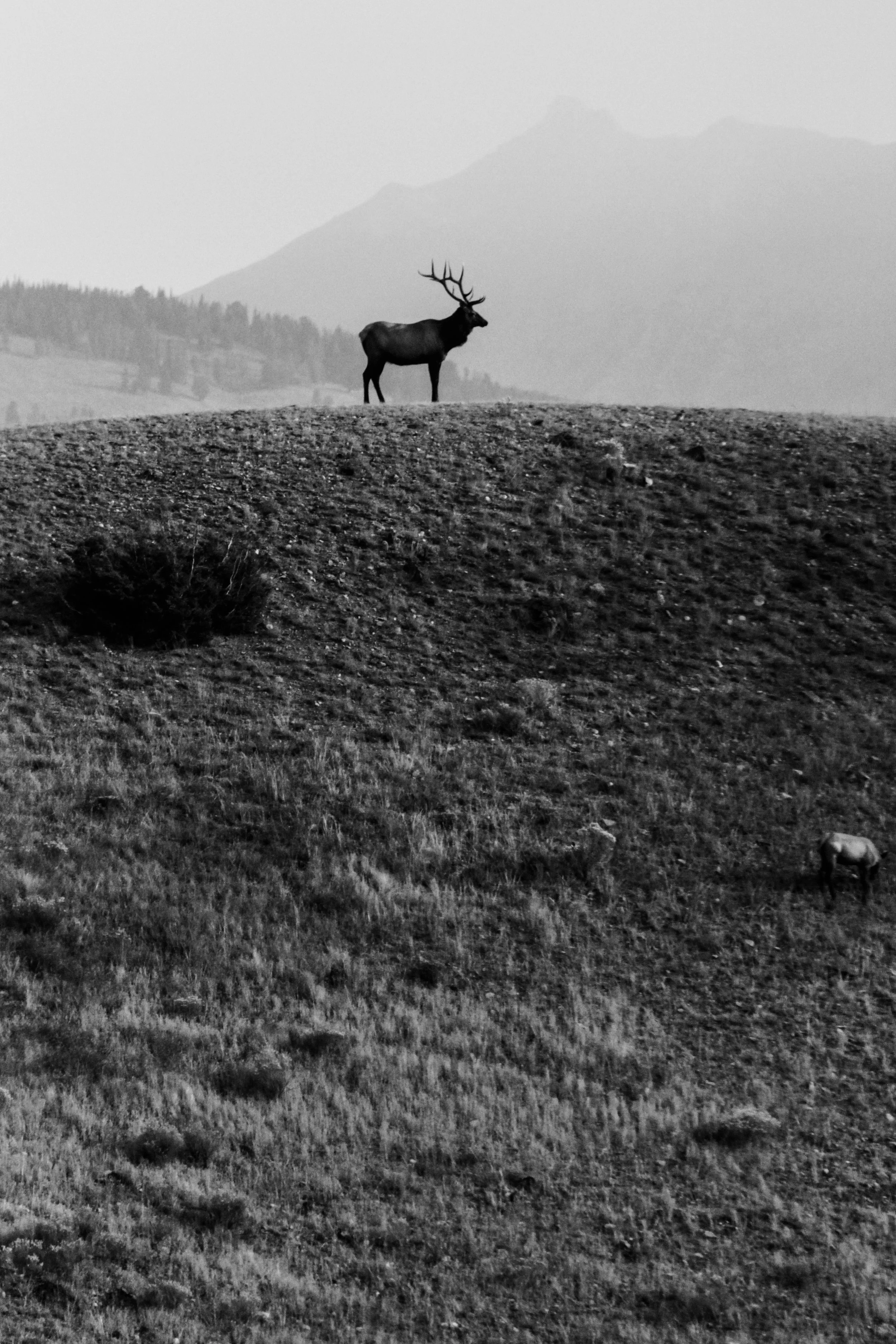  Elk (m) &nbsp;Yellowstone National Park. 