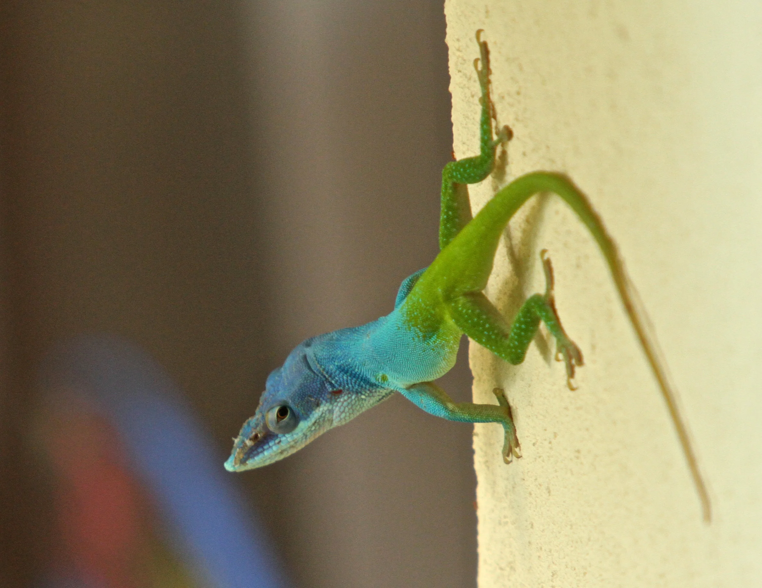  Lizard in Cuba. 