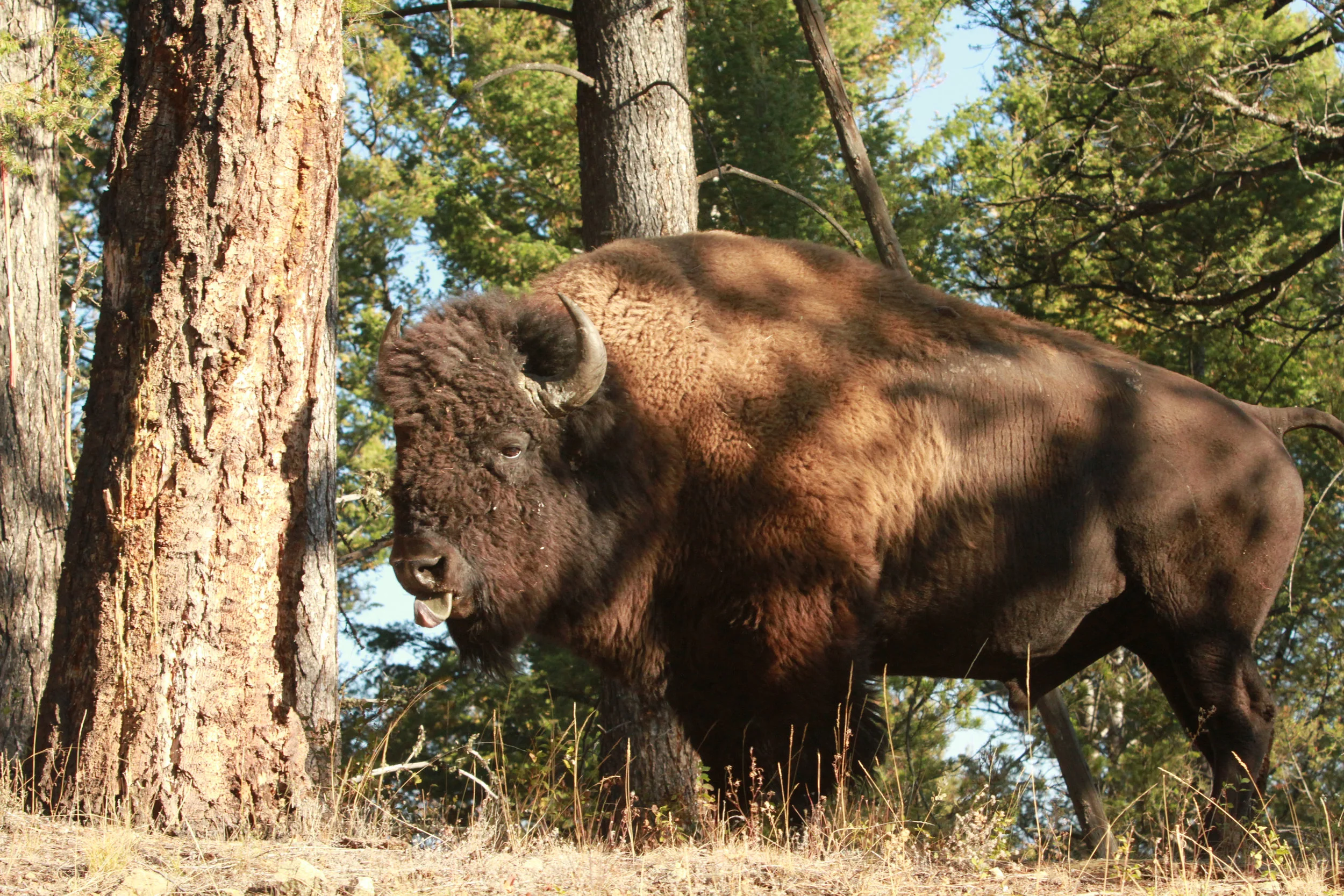  American Bison, Yellowstone National Park. 