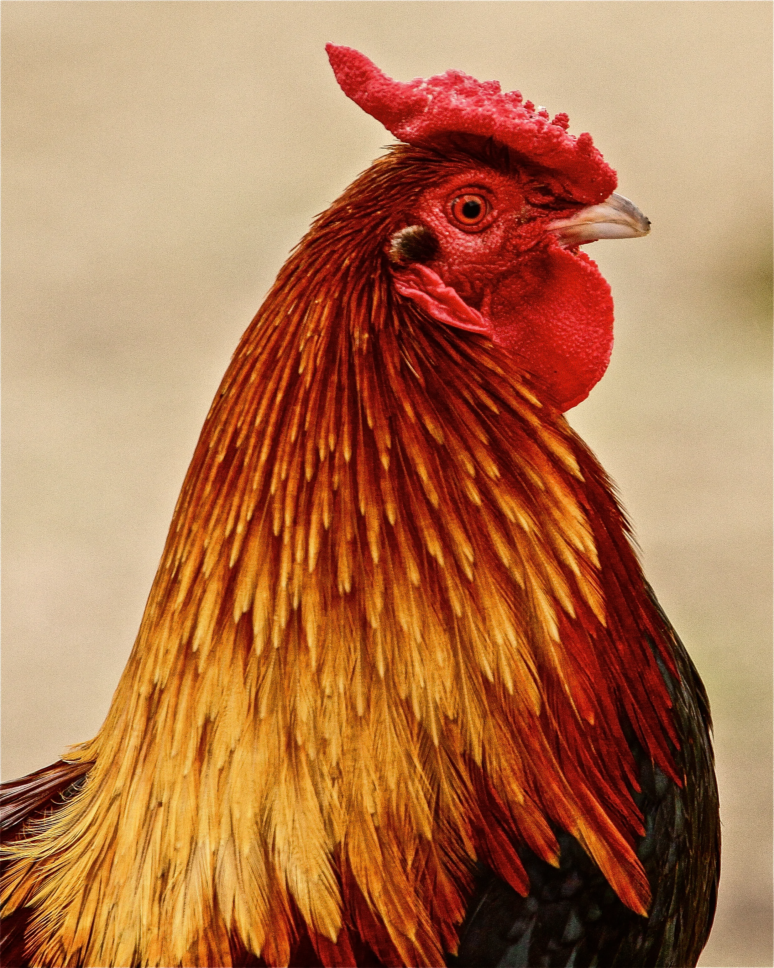  Rooster loose in Central Park, Huntington Beach, Ca. 