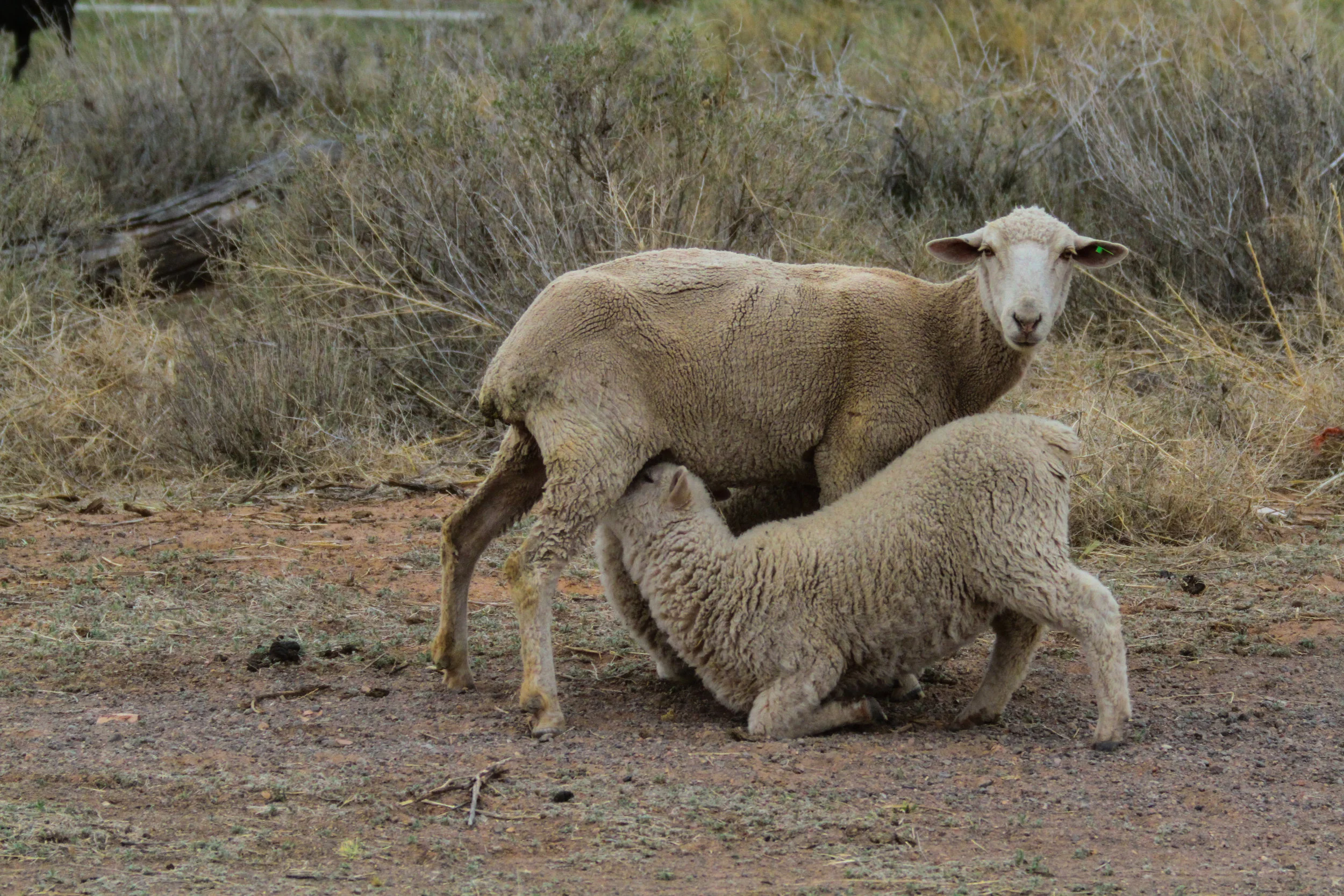  Sheep in Utah. 