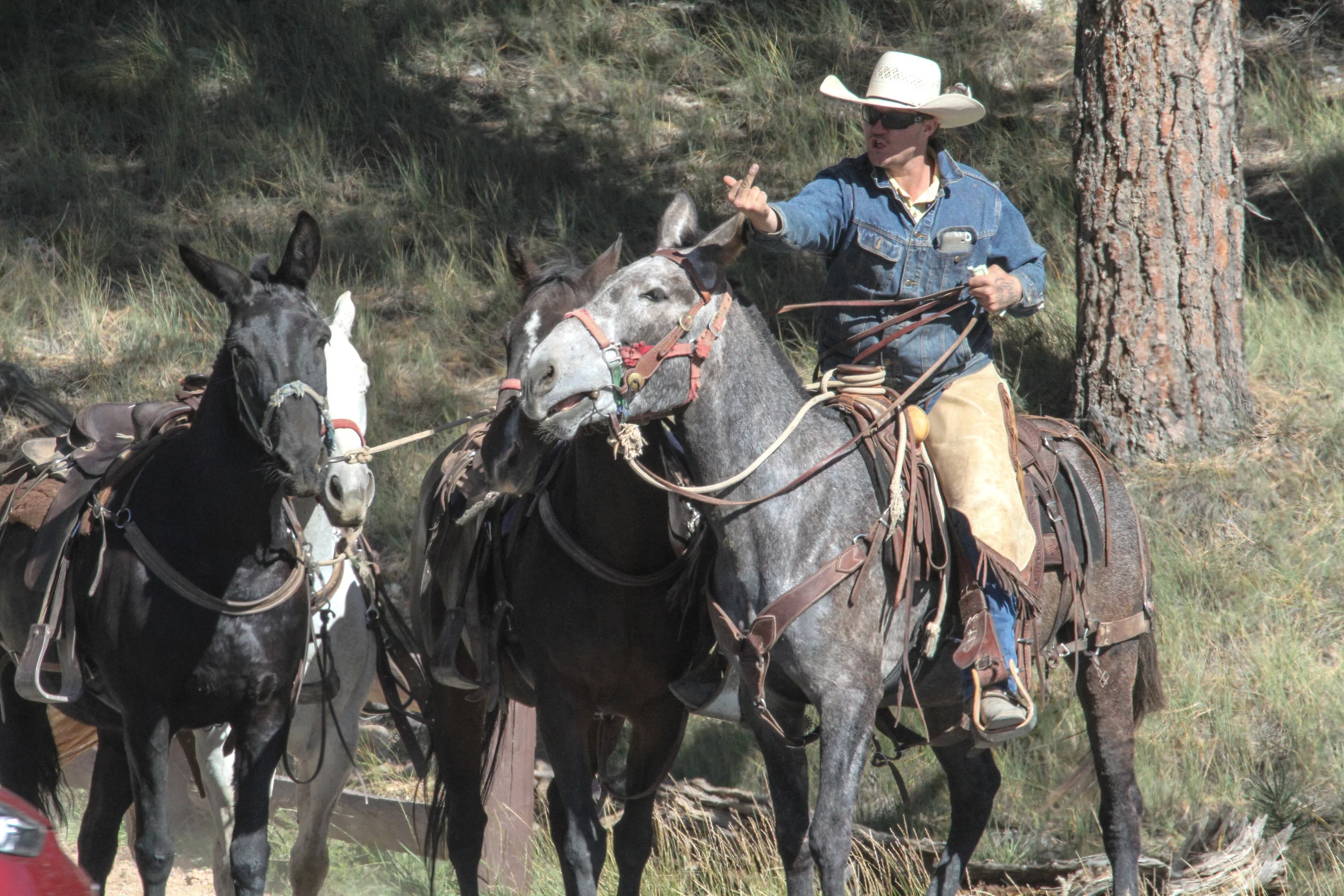  Mules and a very mad cowboy. Yellowstone National Park. 