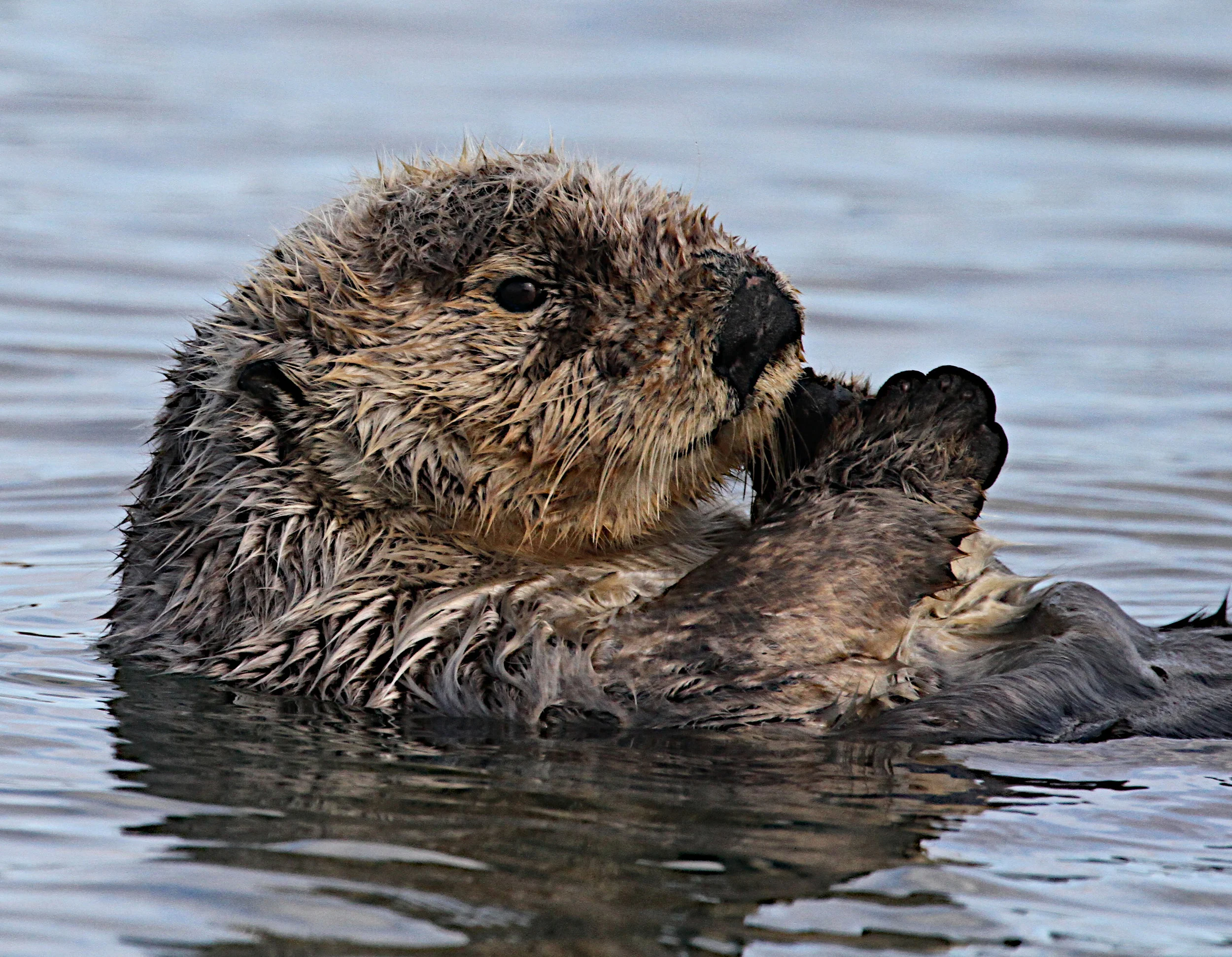  Otter, Morro Bay, Ca. 