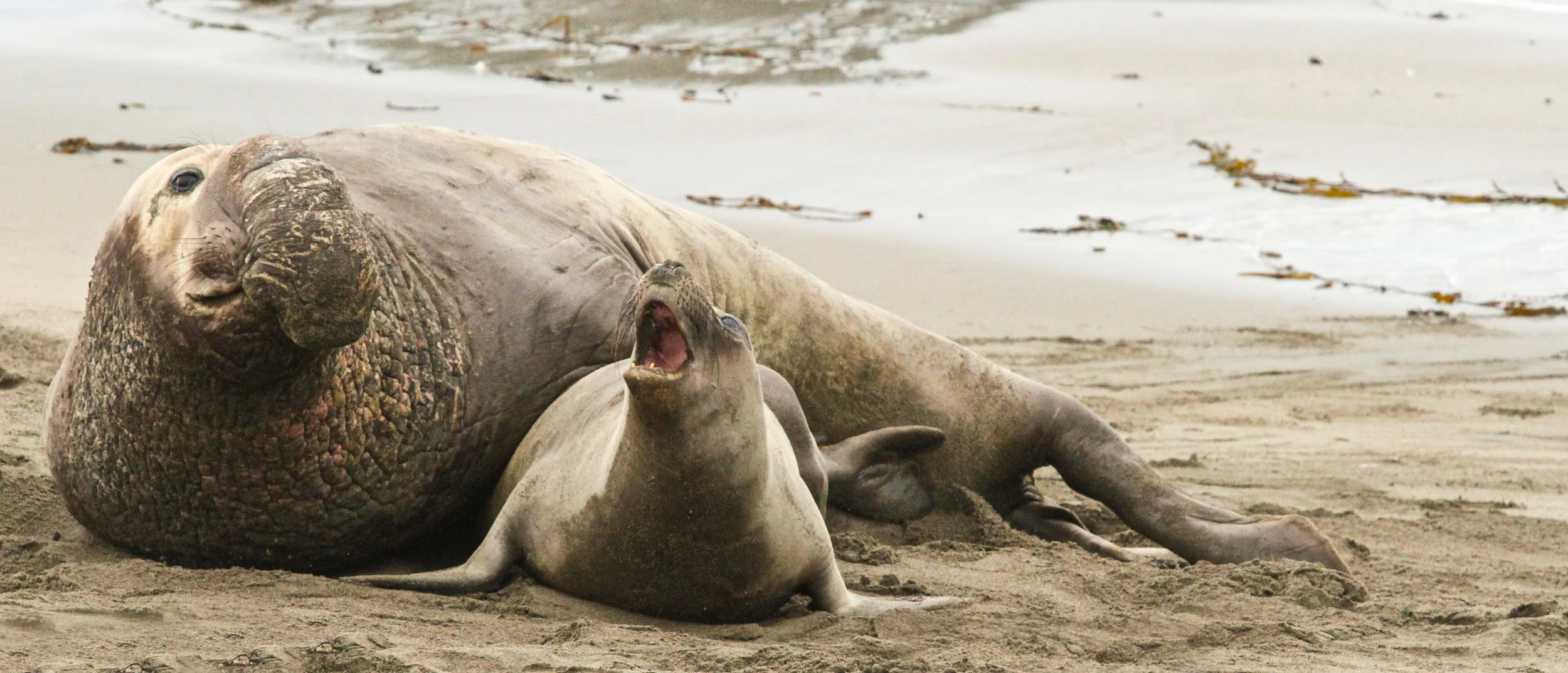 Elephant Seals mating, near Cambria, Ca. 